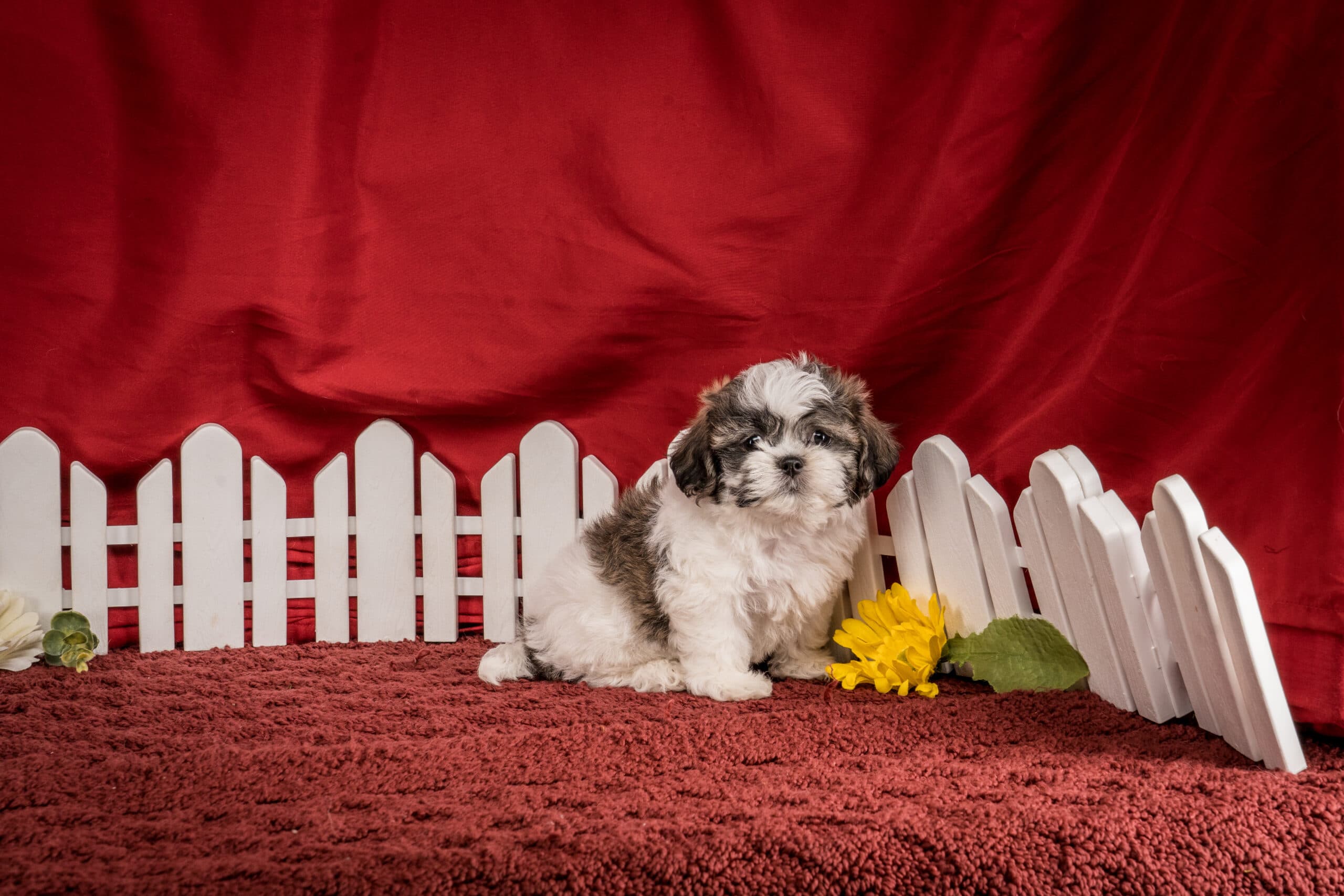 Ms. Hannah The Shichon - thumbnail 9