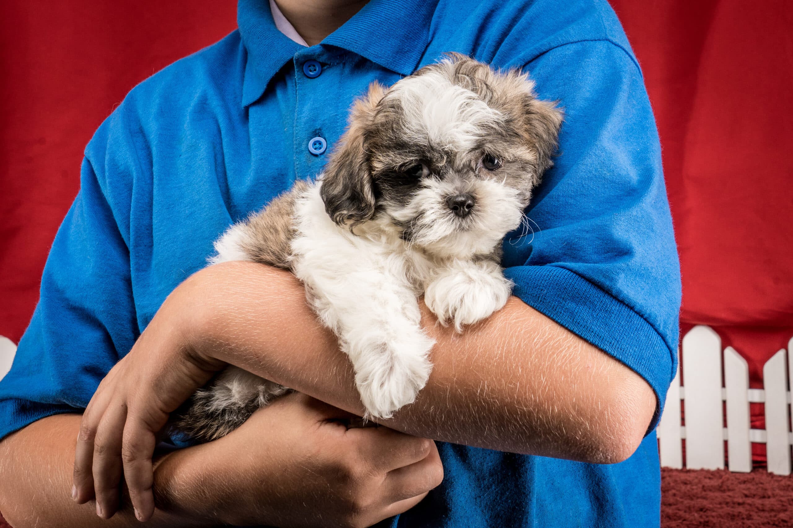 Ms. Hannah The Shichon - thumbnail 10