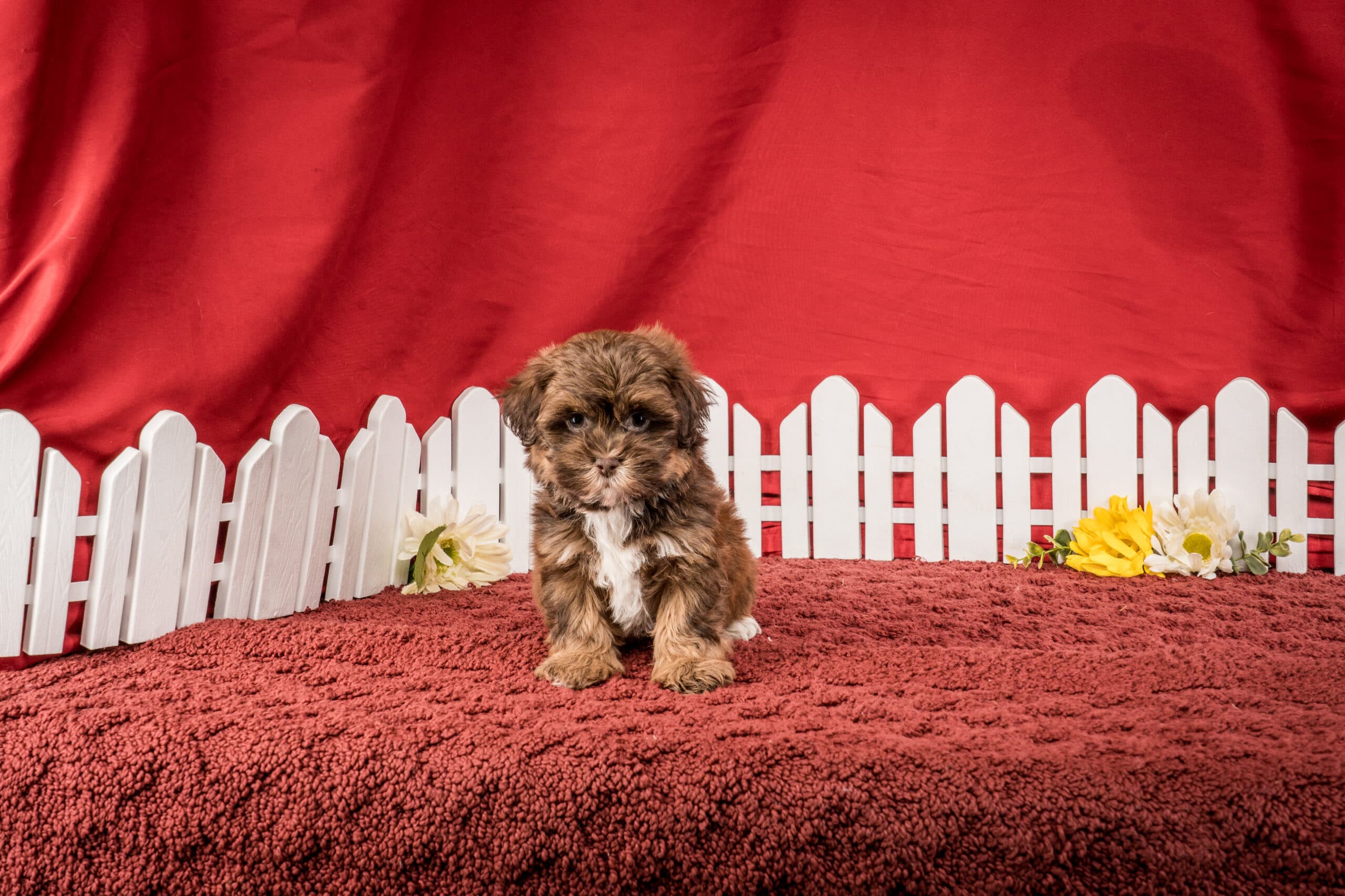 Ms. Jamie The Shichon - thumbnail 2