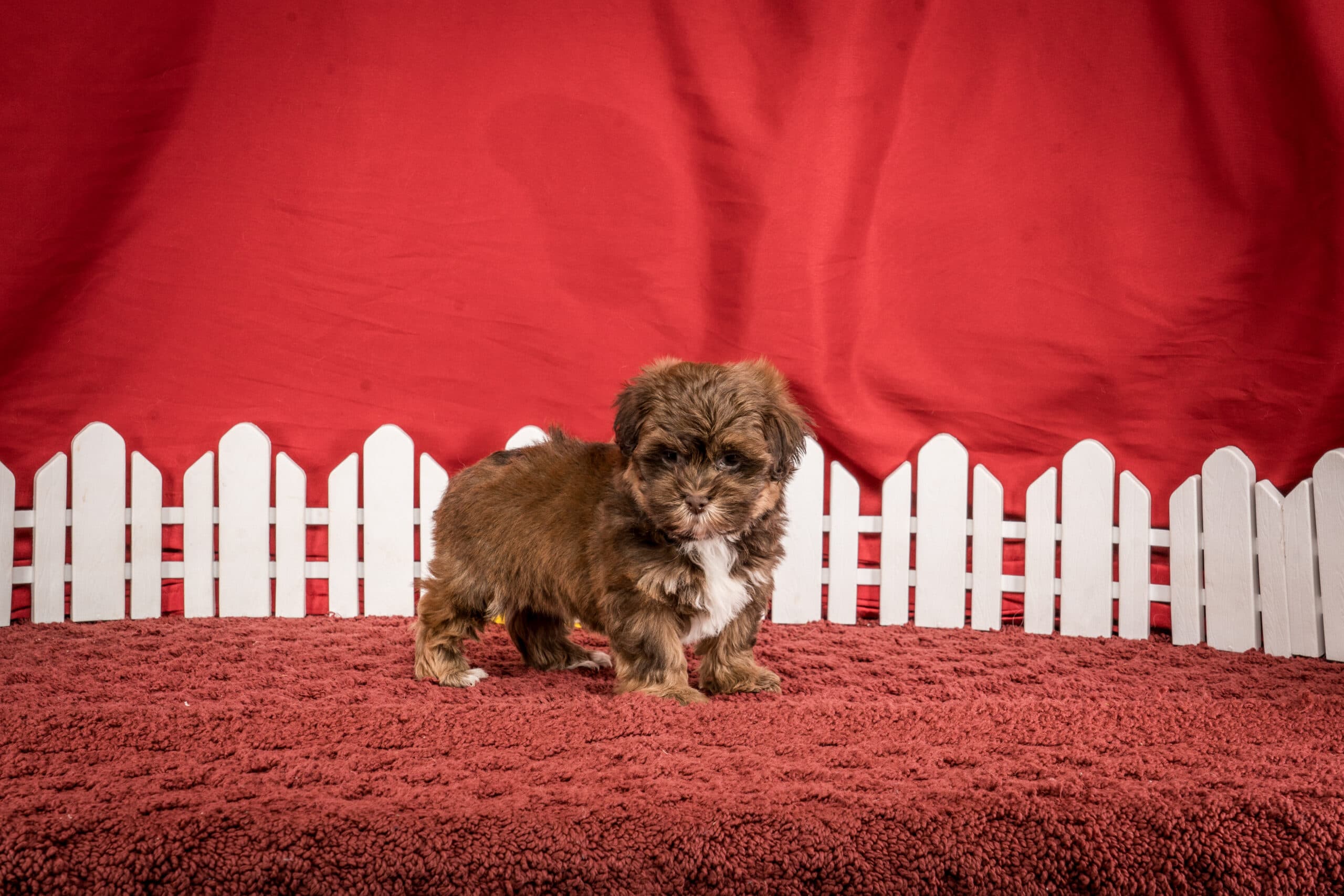 Ms. Jamie The Shichon - thumbnail 3