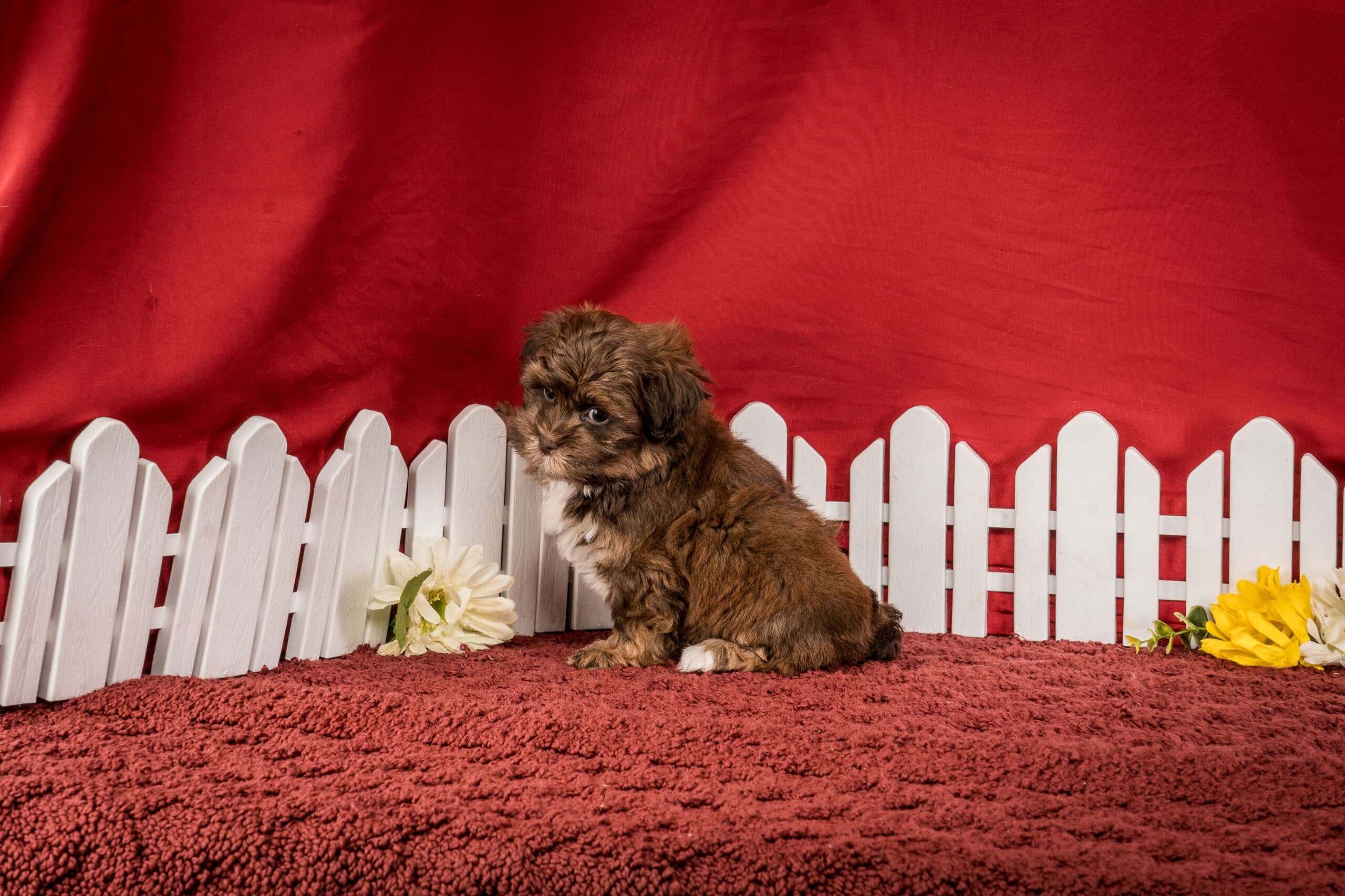 Ms. Jamie The Shichon - thumbnail 4