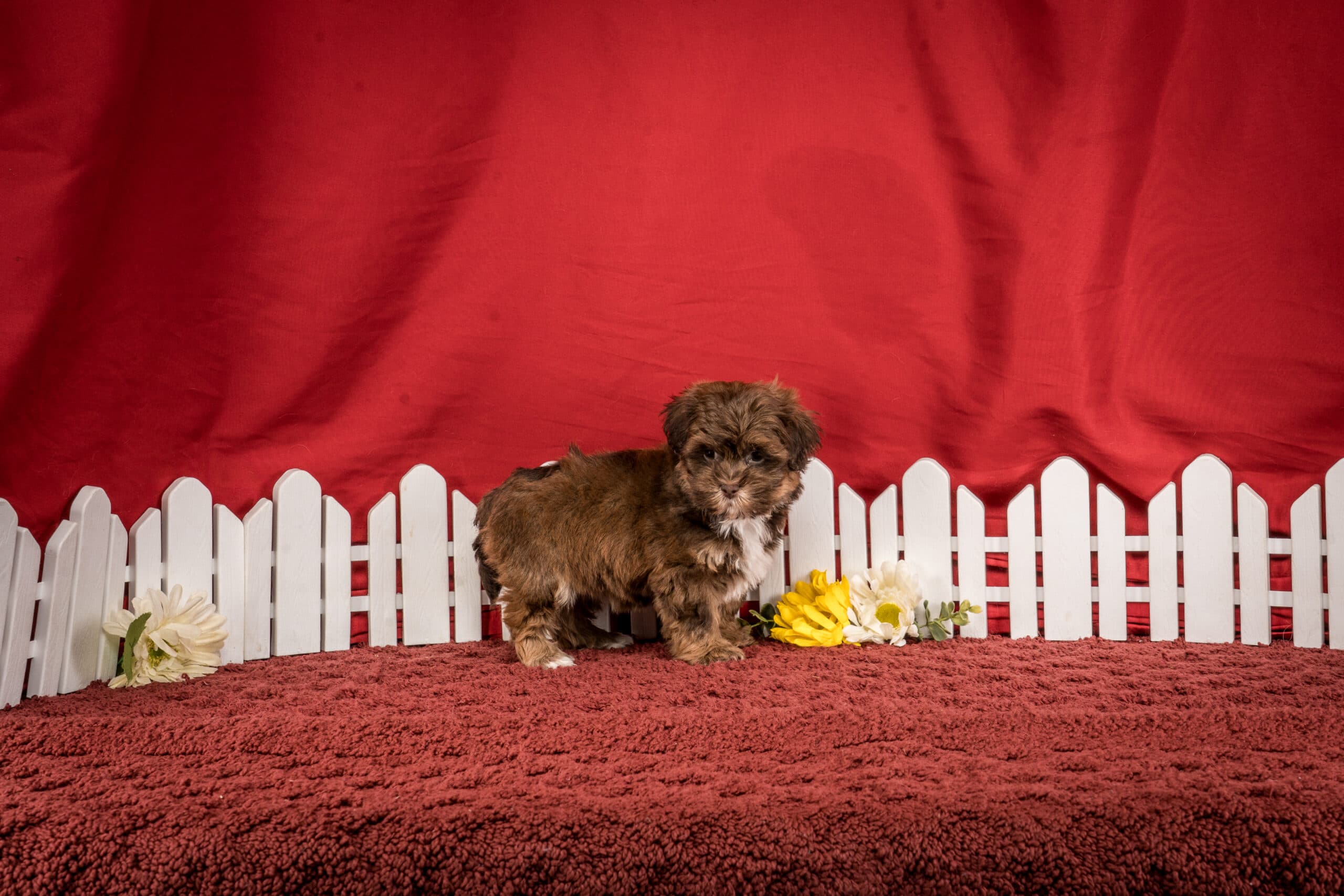 Ms. Jamie The Shichon - thumbnail 5