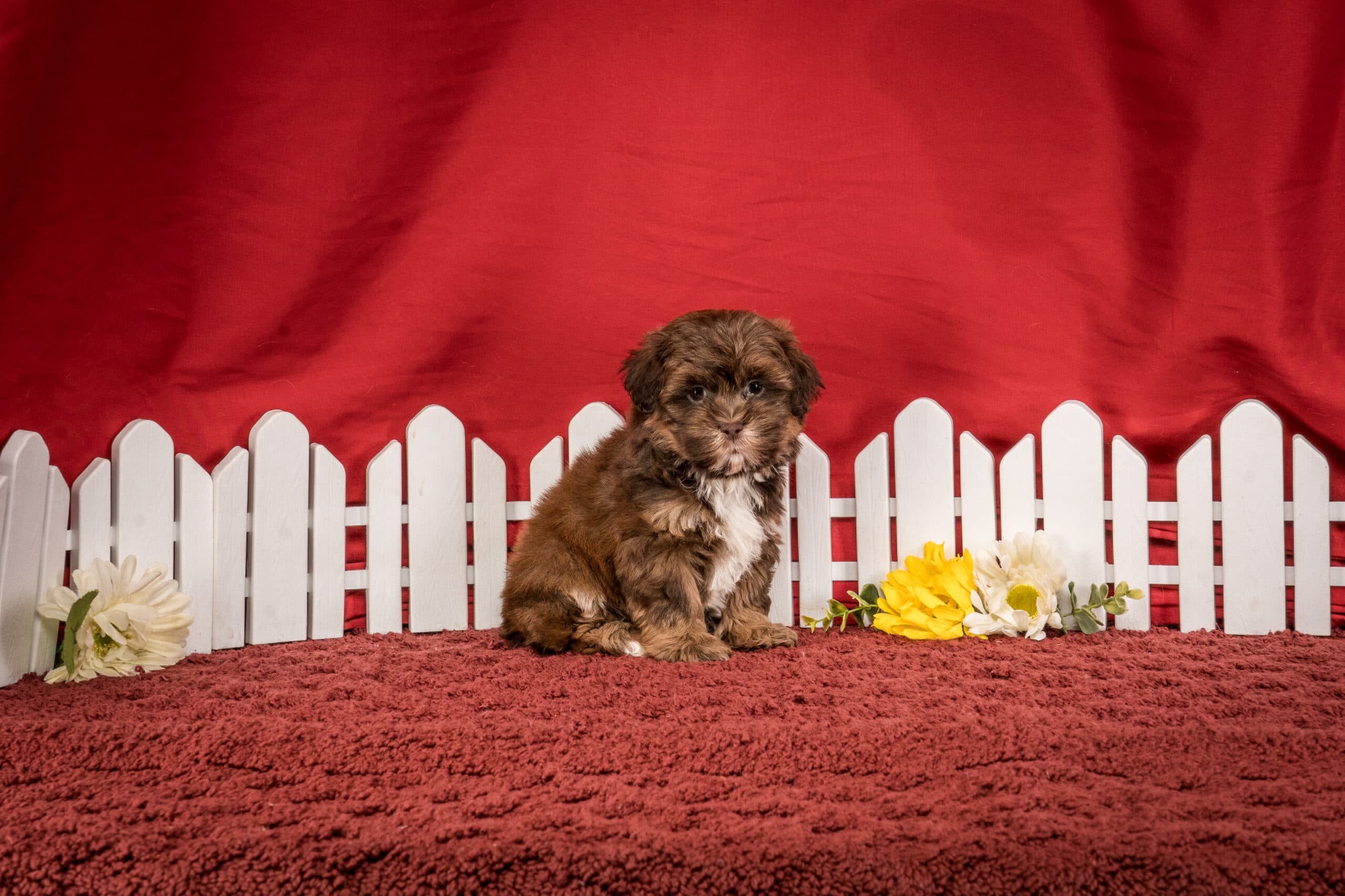 Ms. Jamie The Shichon - thumbnail 6