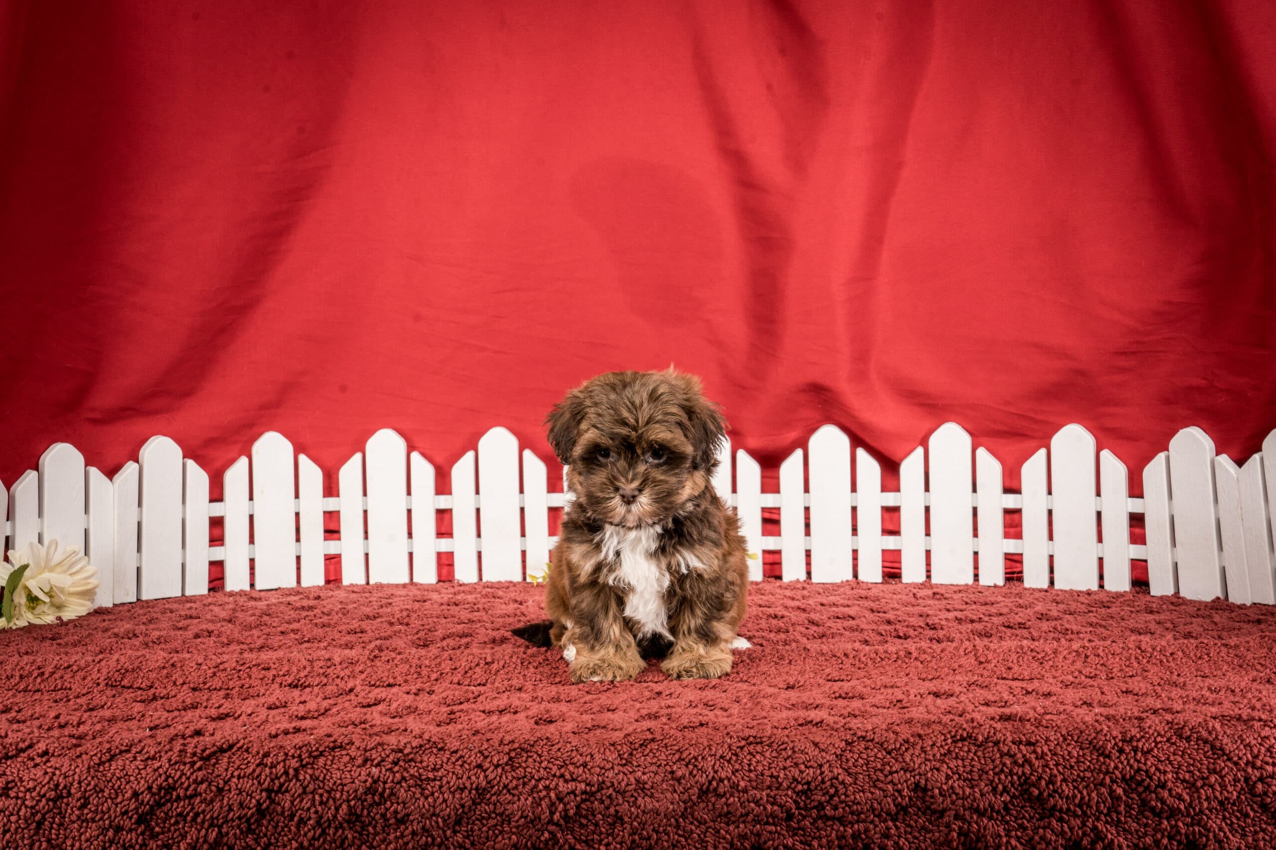 Ms. Jamie The Shichon - thumbnail 7