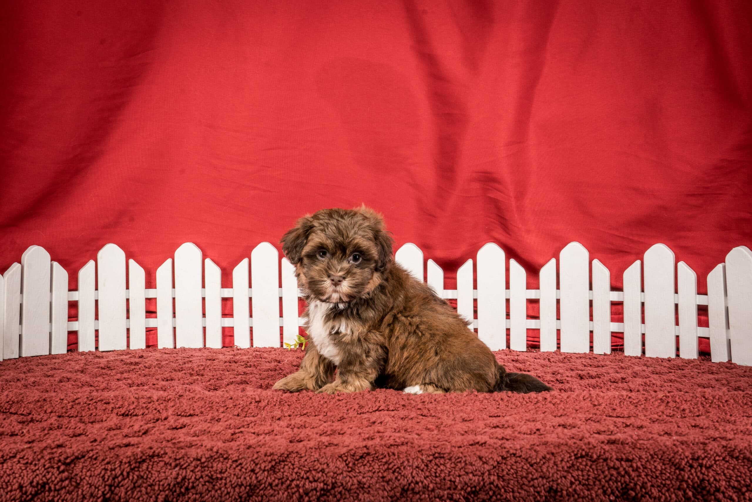 Ms. Jamie The Shichon - thumbnail 9