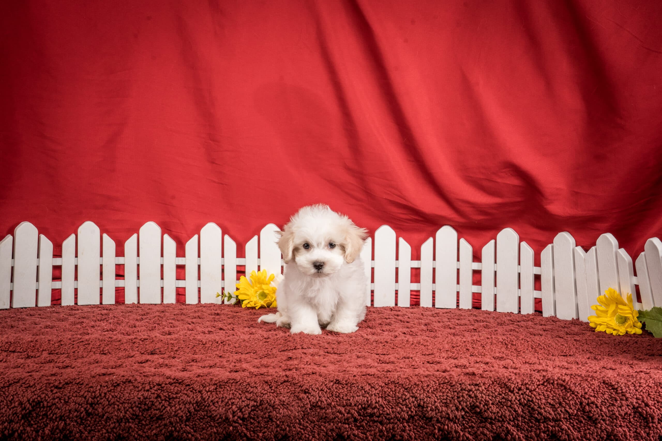 Mr. Franklin The Maltipoo - thumbnail 2