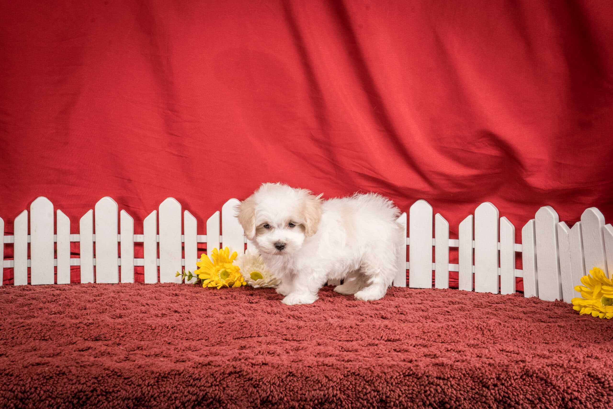 Mr. Franklin The Maltipoo - thumbnail 3