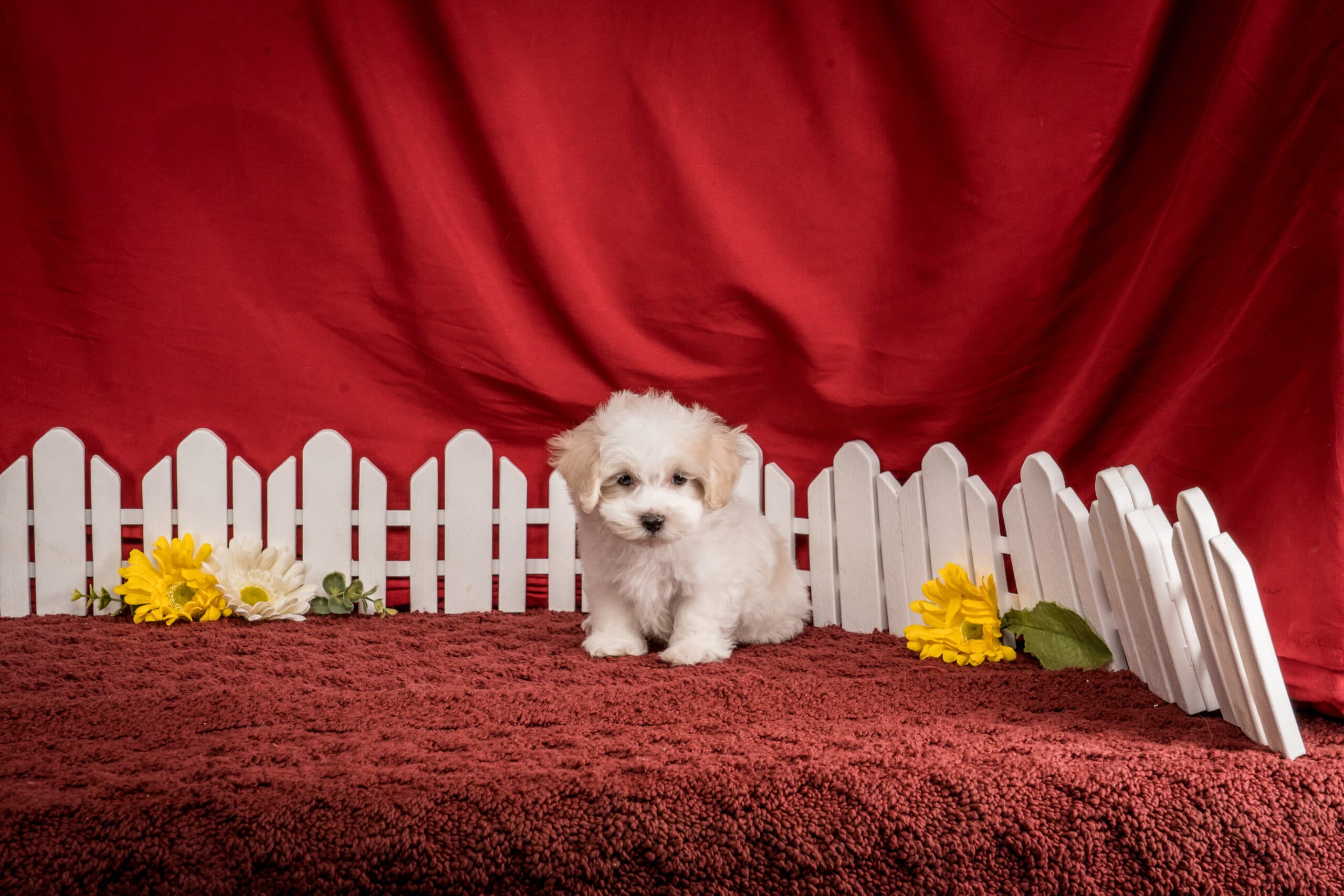 Mr. Franklin The Maltipoo - thumbnail 4