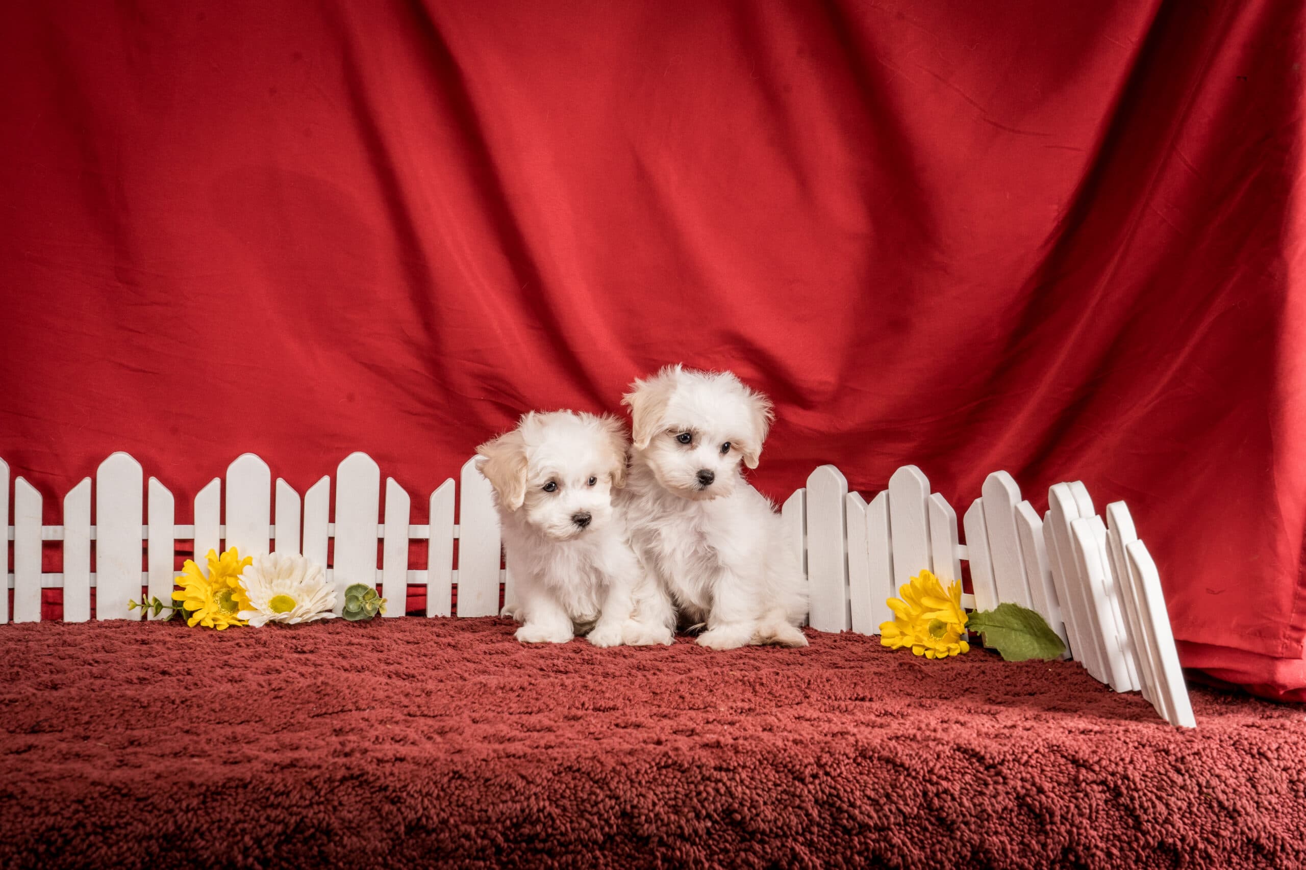 Mr. Franklin The Maltipoo - thumbnail 5
