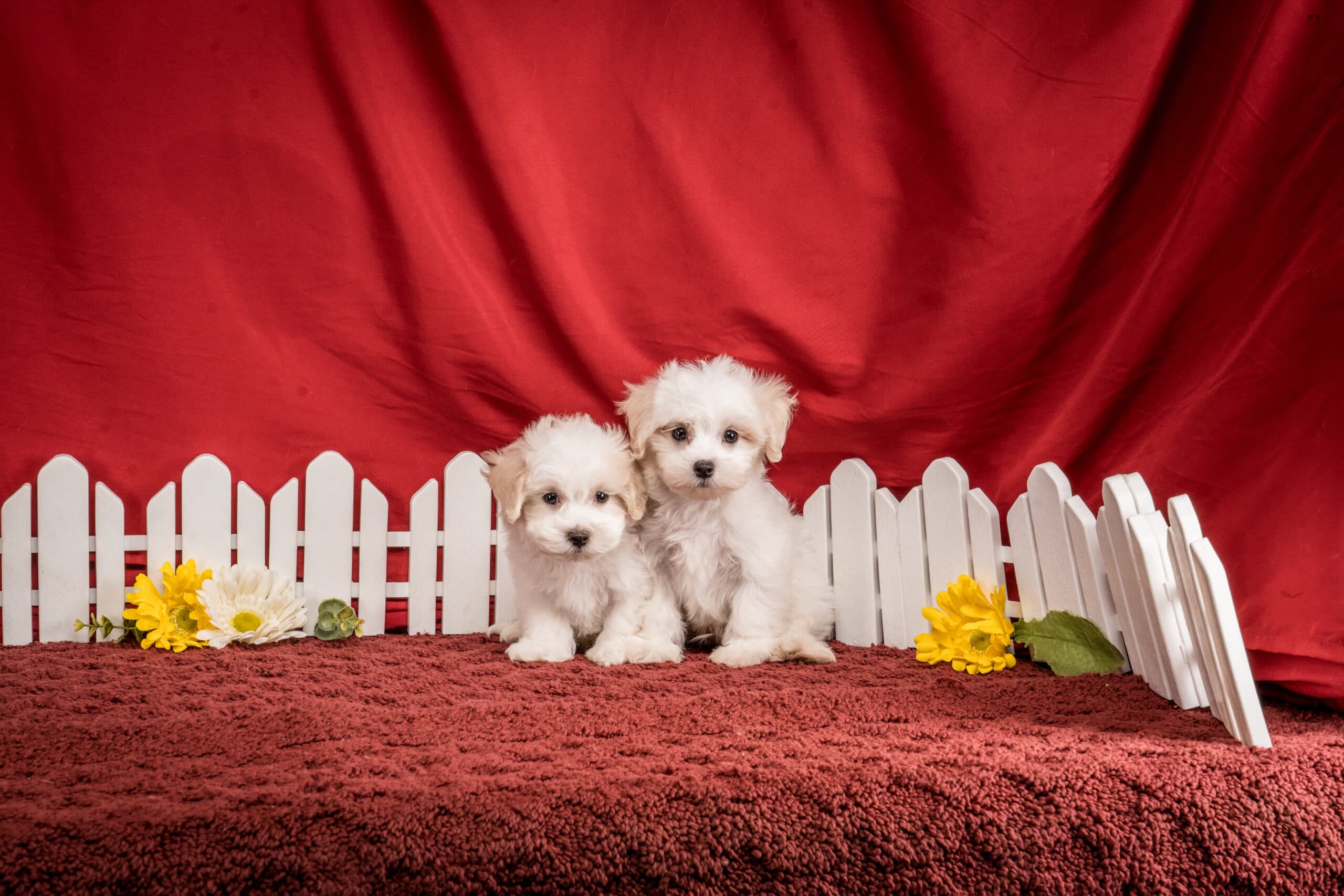 Mr. Franklin The Maltipoo - thumbnail 6