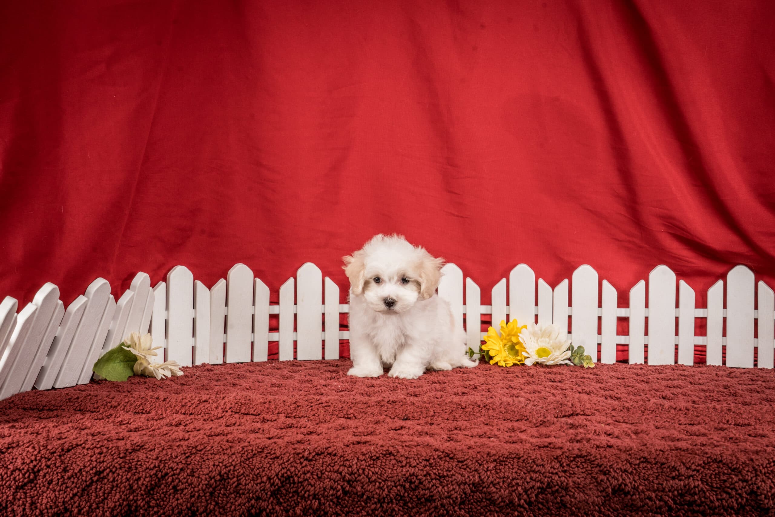 Mr. Franklin The Maltipoo