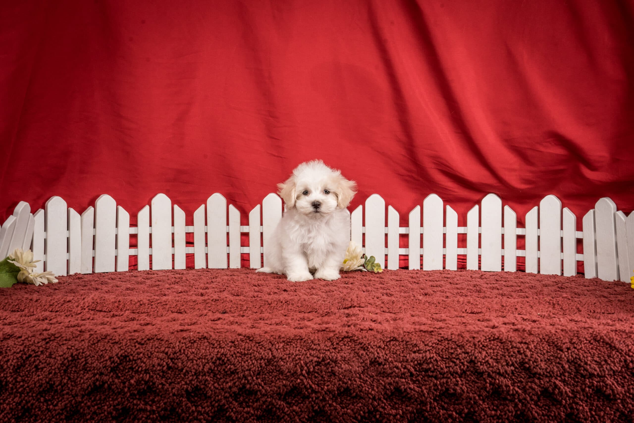 Mr. Franklin The Maltipoo - thumbnail 8