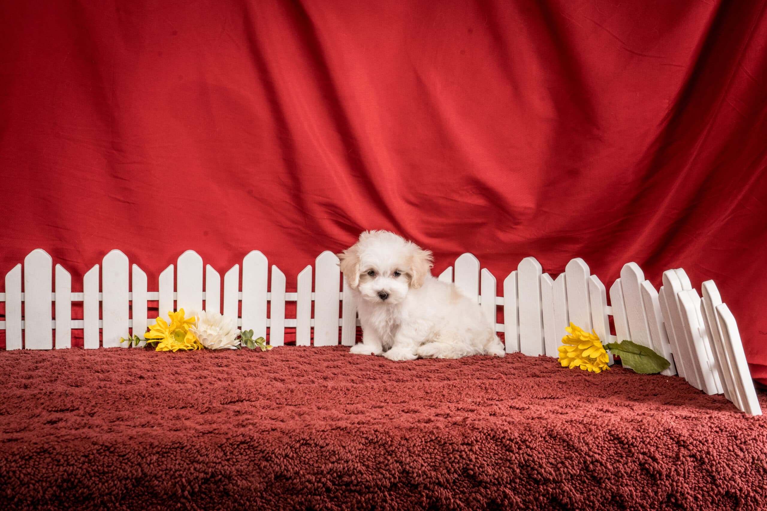 Mr. Franklin The Maltipoo - thumbnail 9