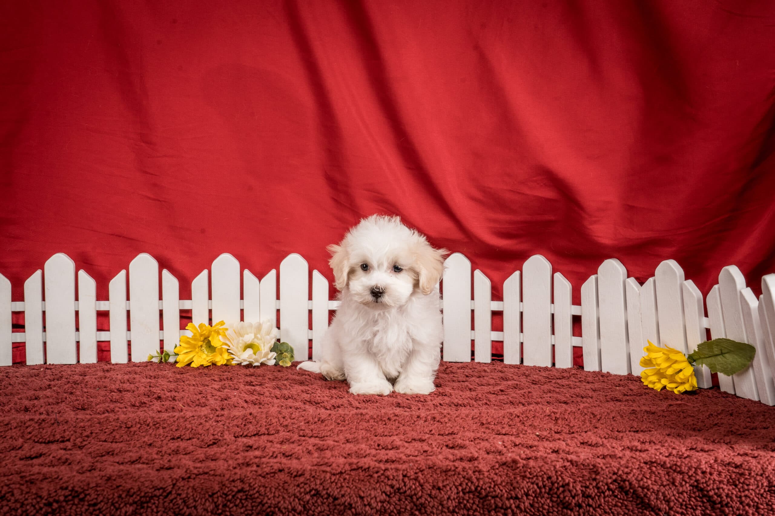 Mr. Franklin The Maltipoo - thumbnail 10