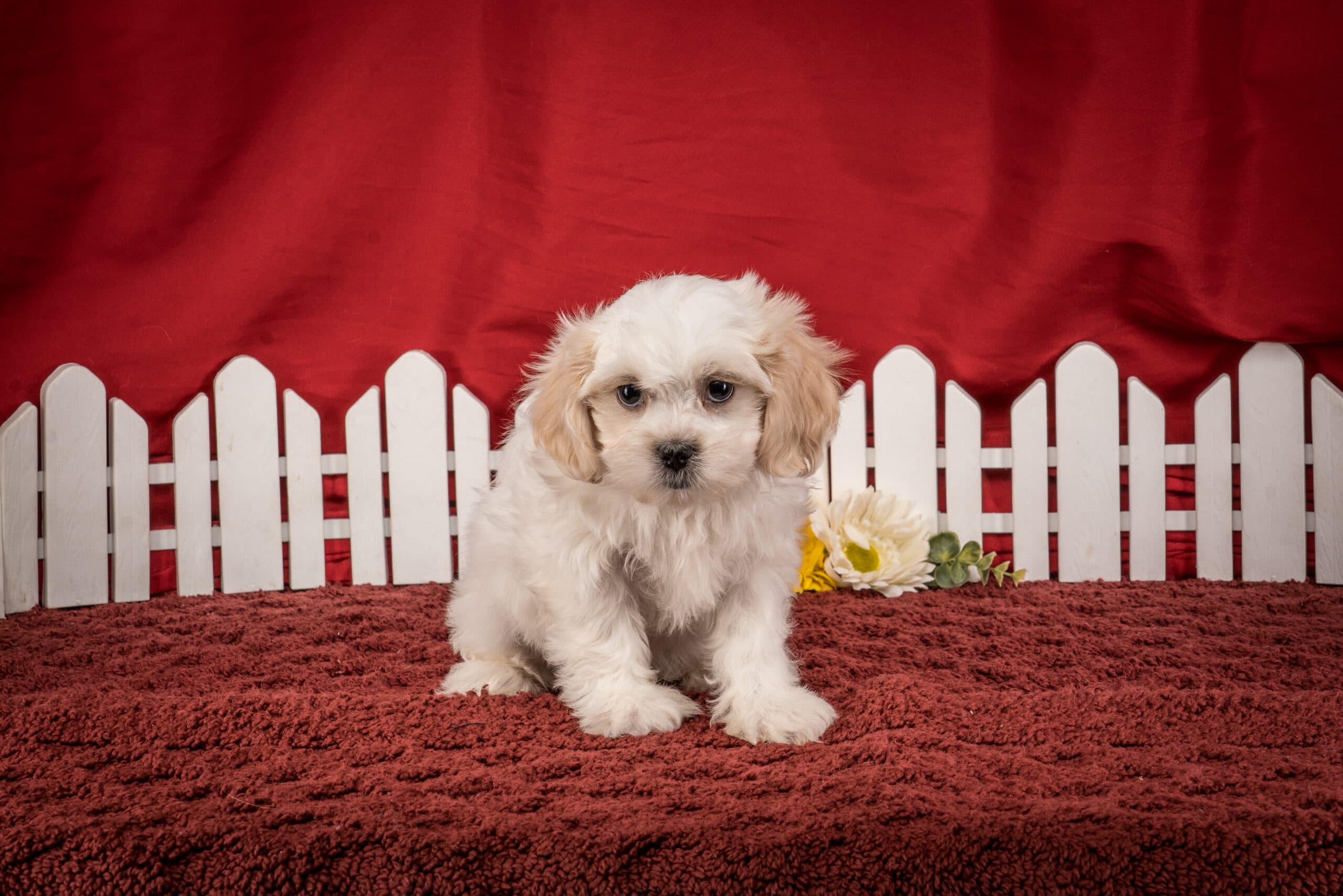 Ms. Gracie The Shichon - thumbnail 2