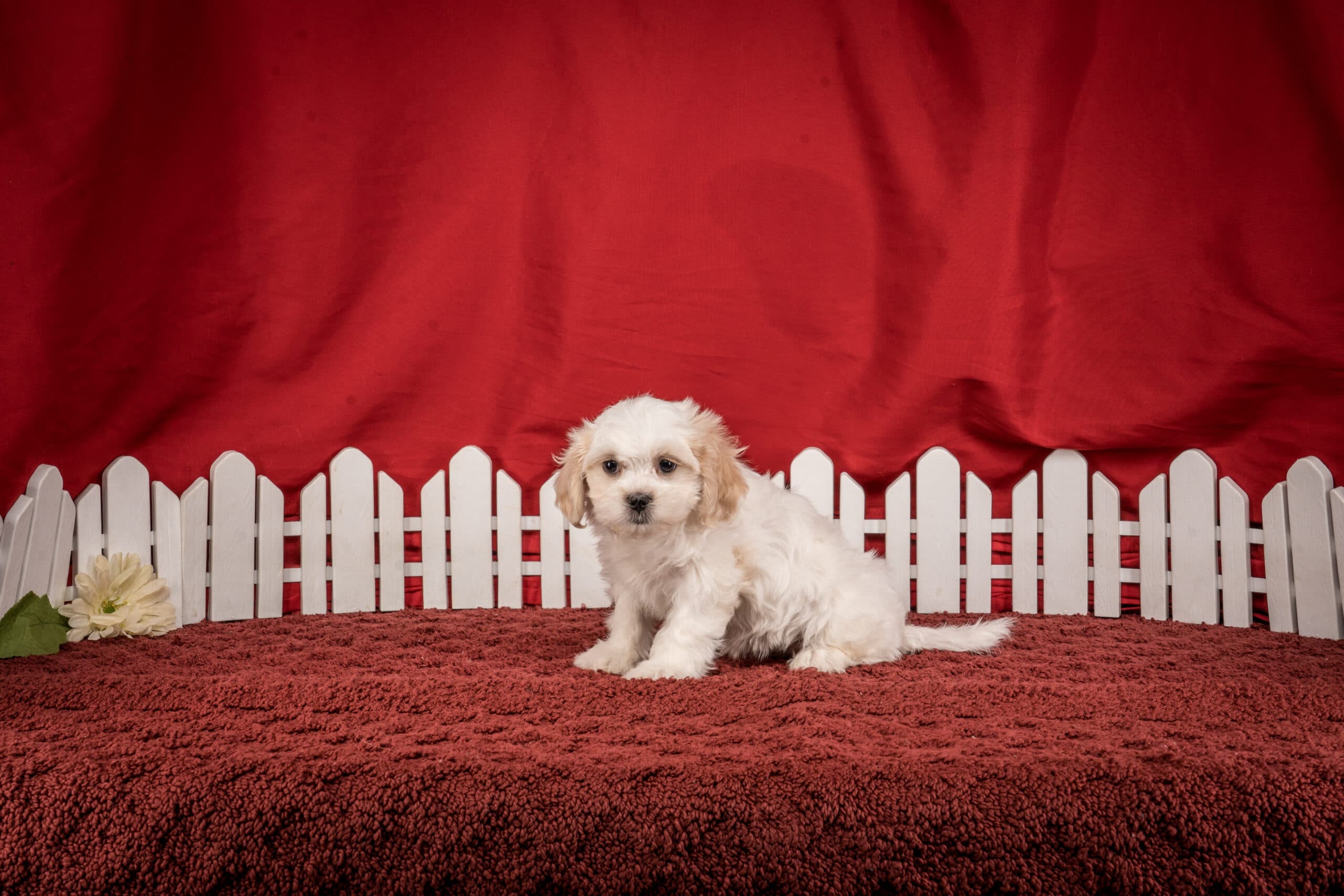 Ms. Gracie The Shichon - thumbnail 3