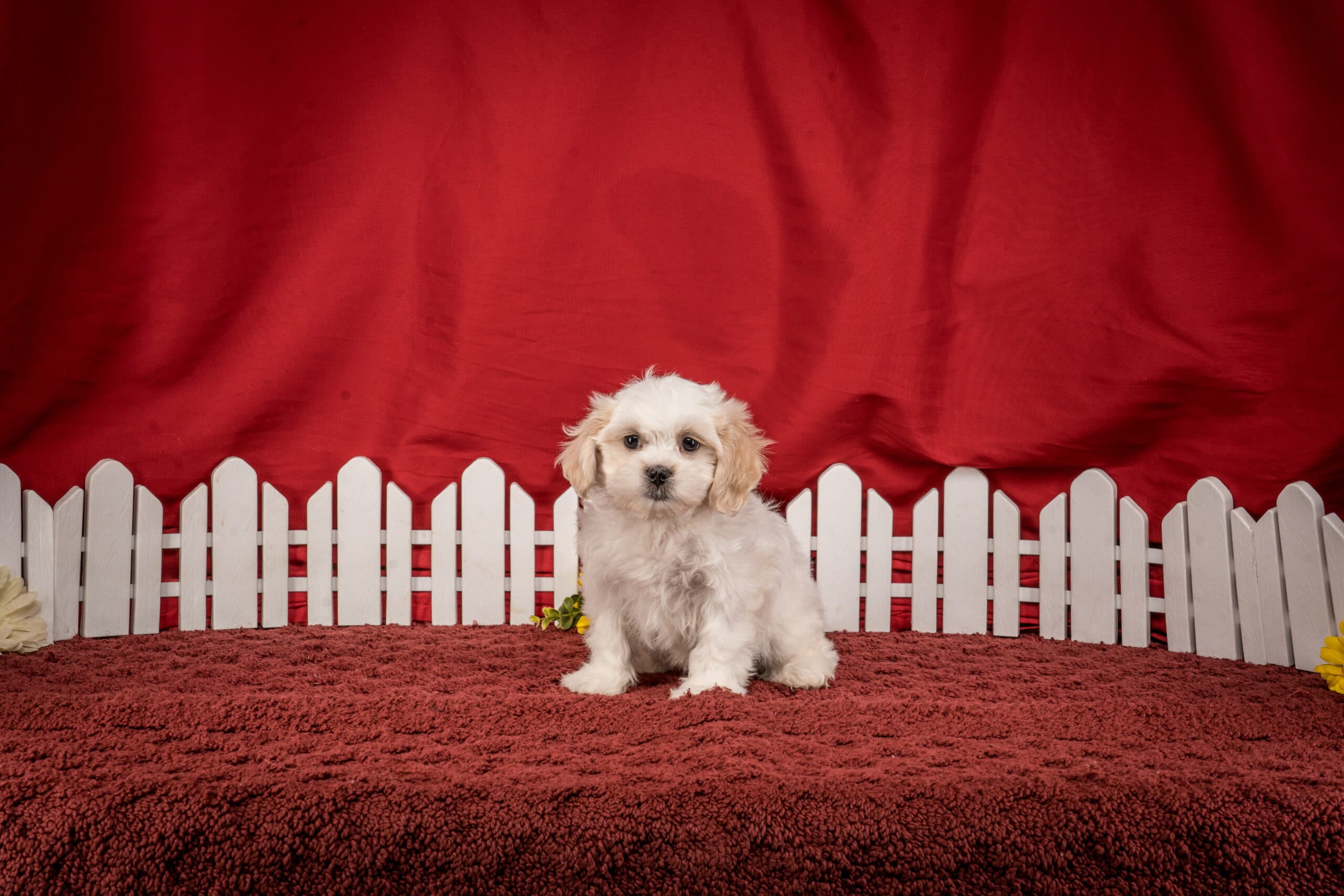 Ms. Gracie The Shichon - thumbnail 4