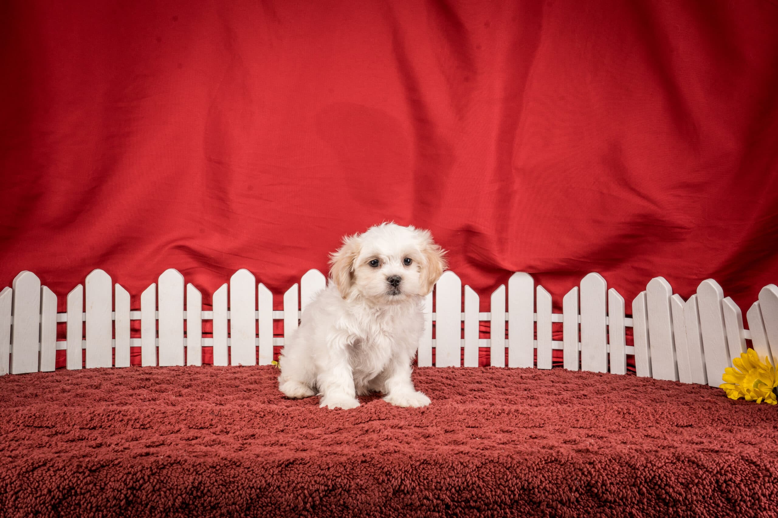 Ms. Gracie The Shichon - thumbnail 6