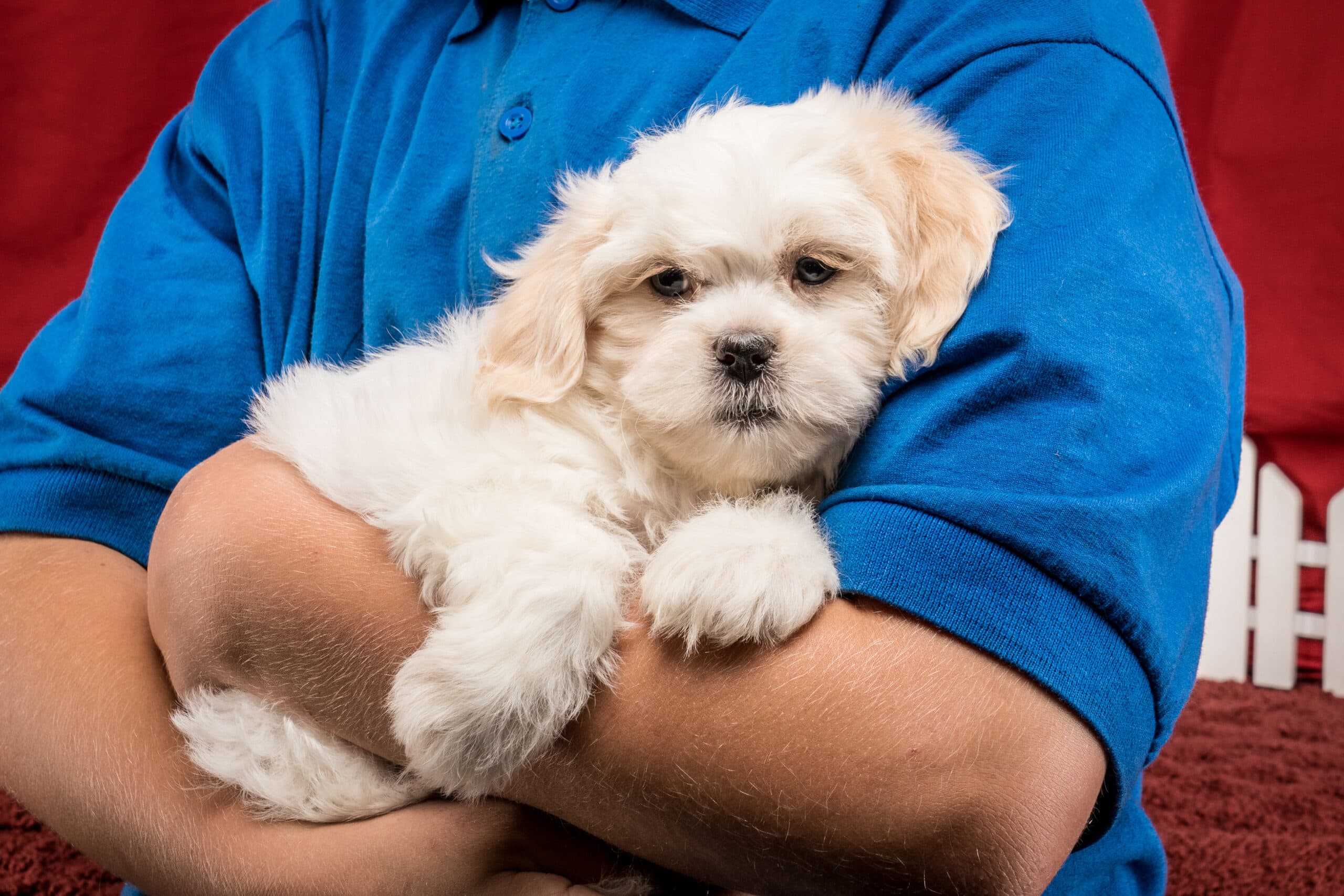 Ms. Gracie The Shichon - thumbnail 7