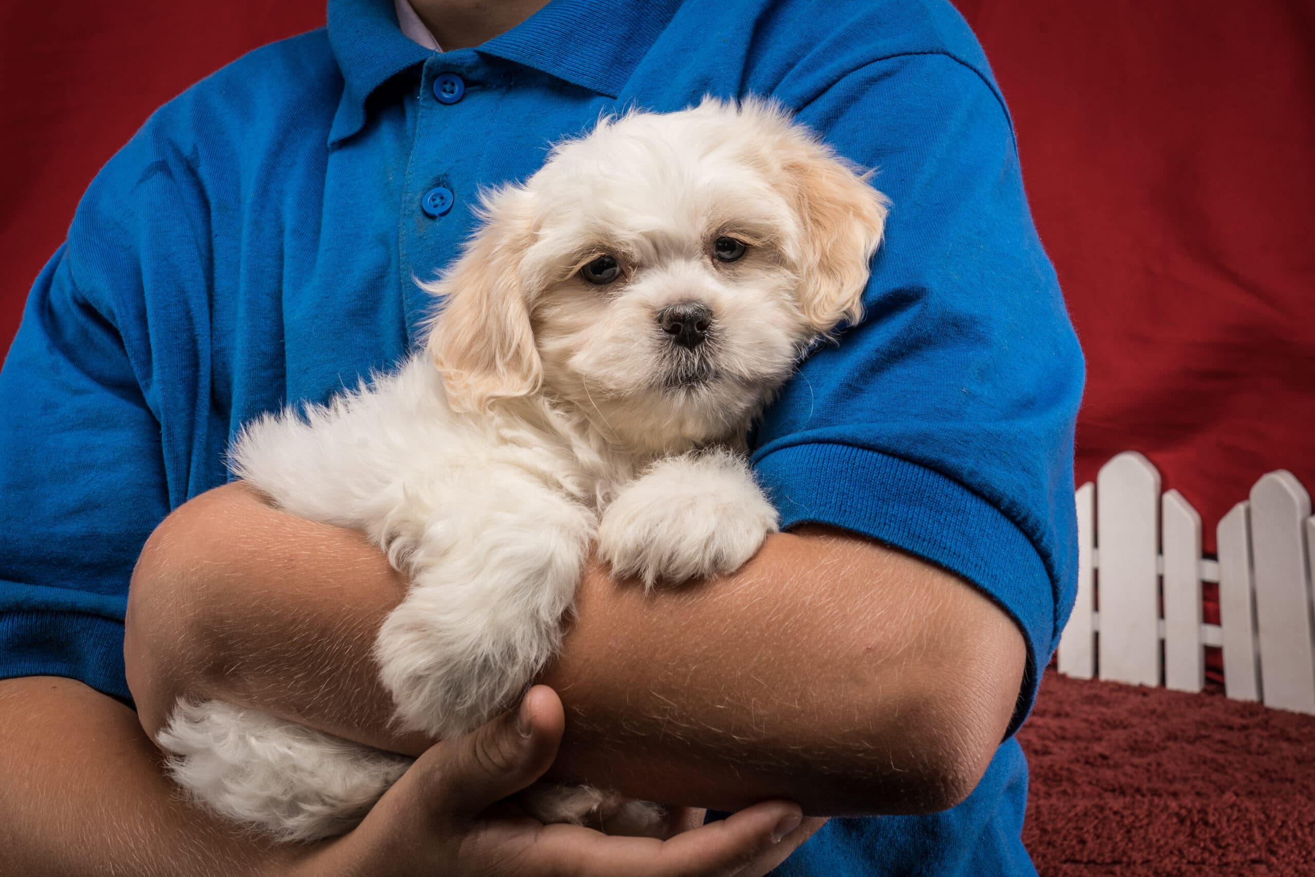 Ms. Gracie The Shichon - thumbnail 8