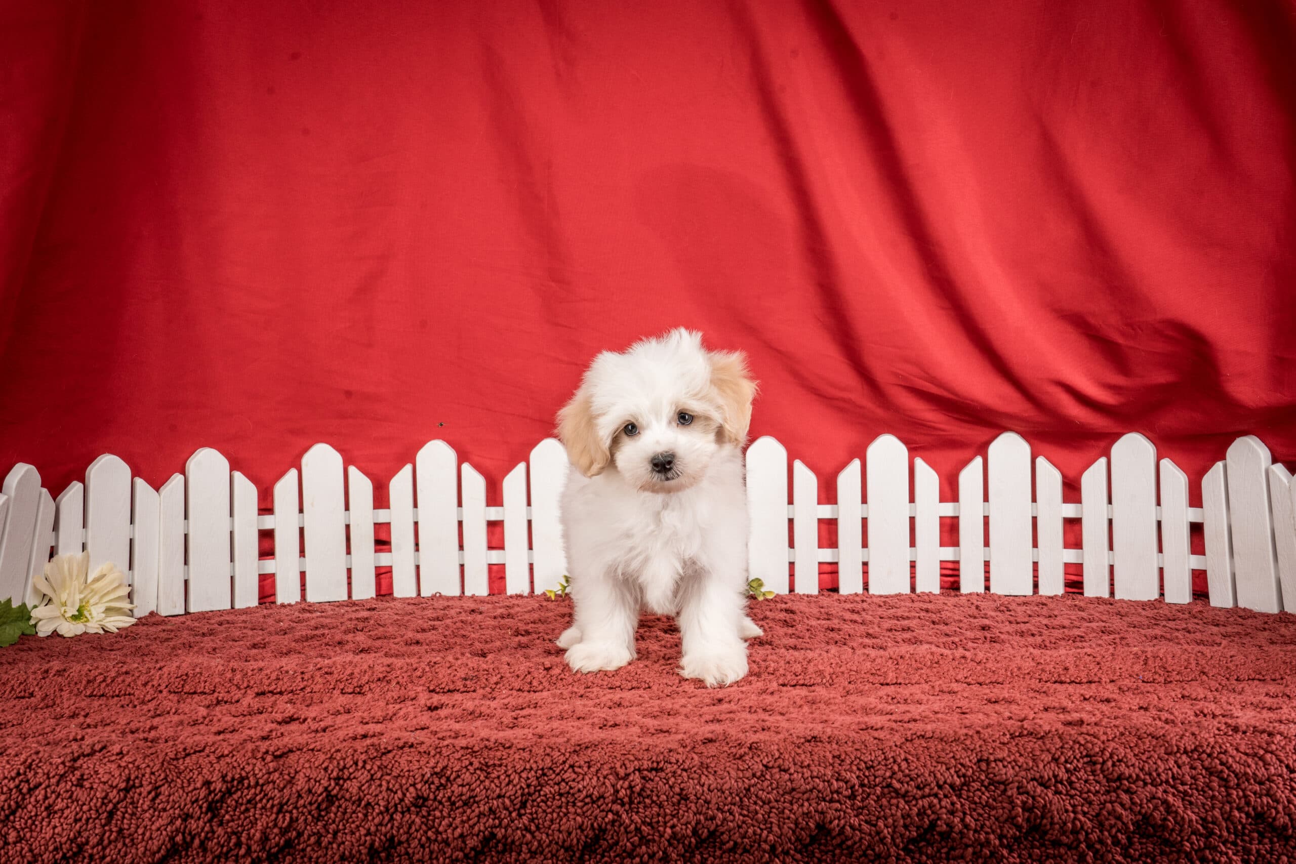 Mr. Gatsby The Maltipoo