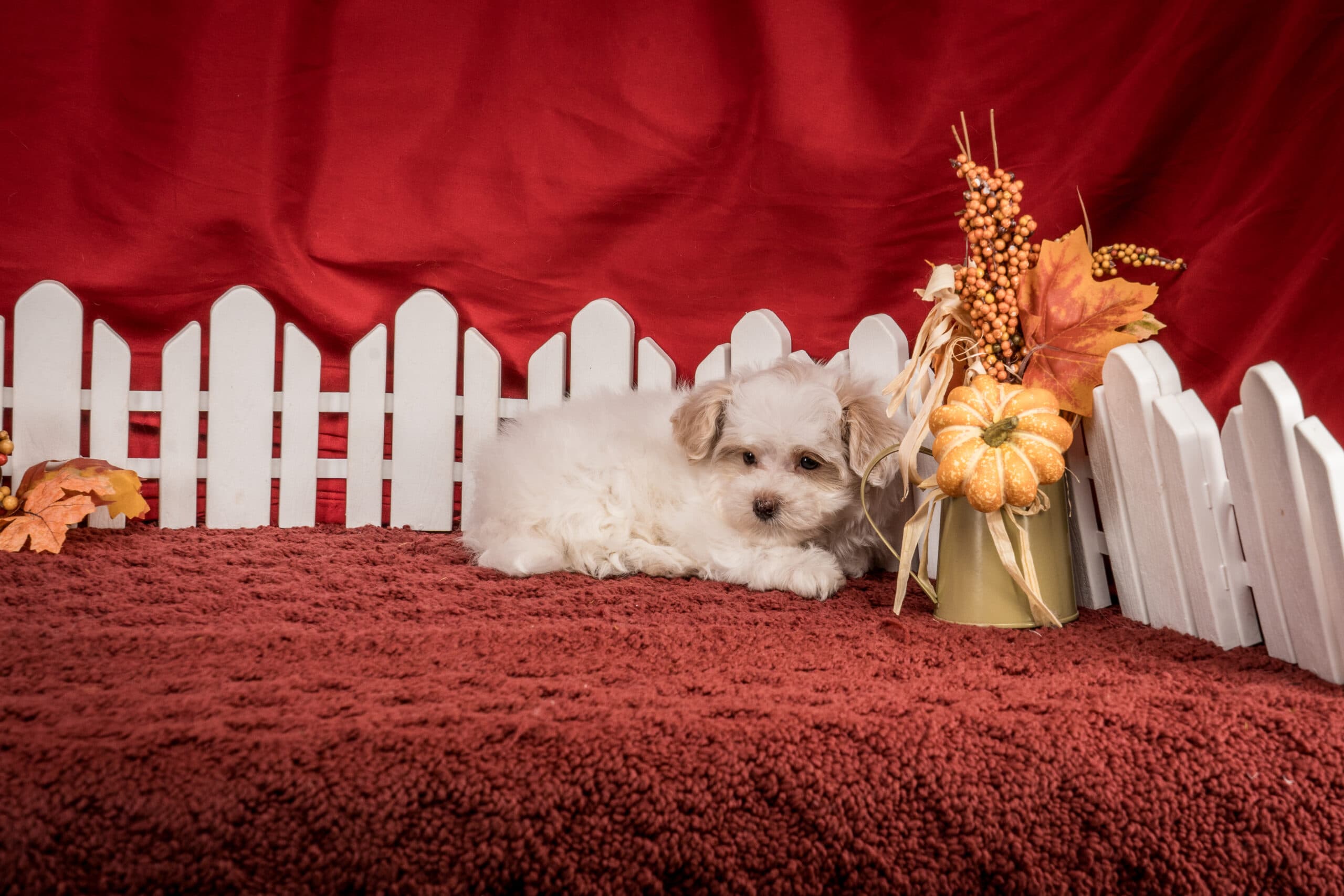 Ms. Josie The Maltipoo - thumbnail 7