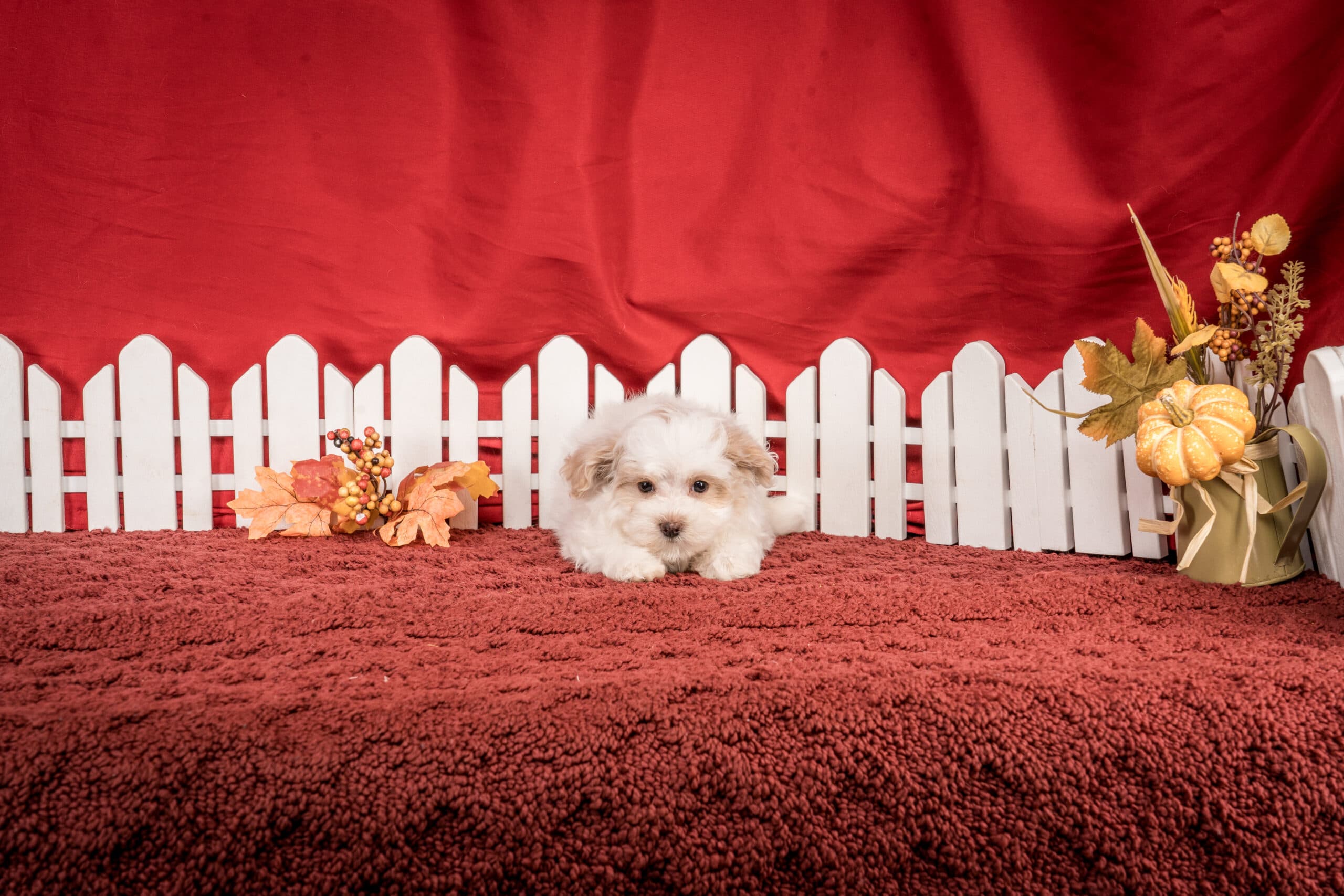 Ms. Josie The Maltipoo - thumbnail 6