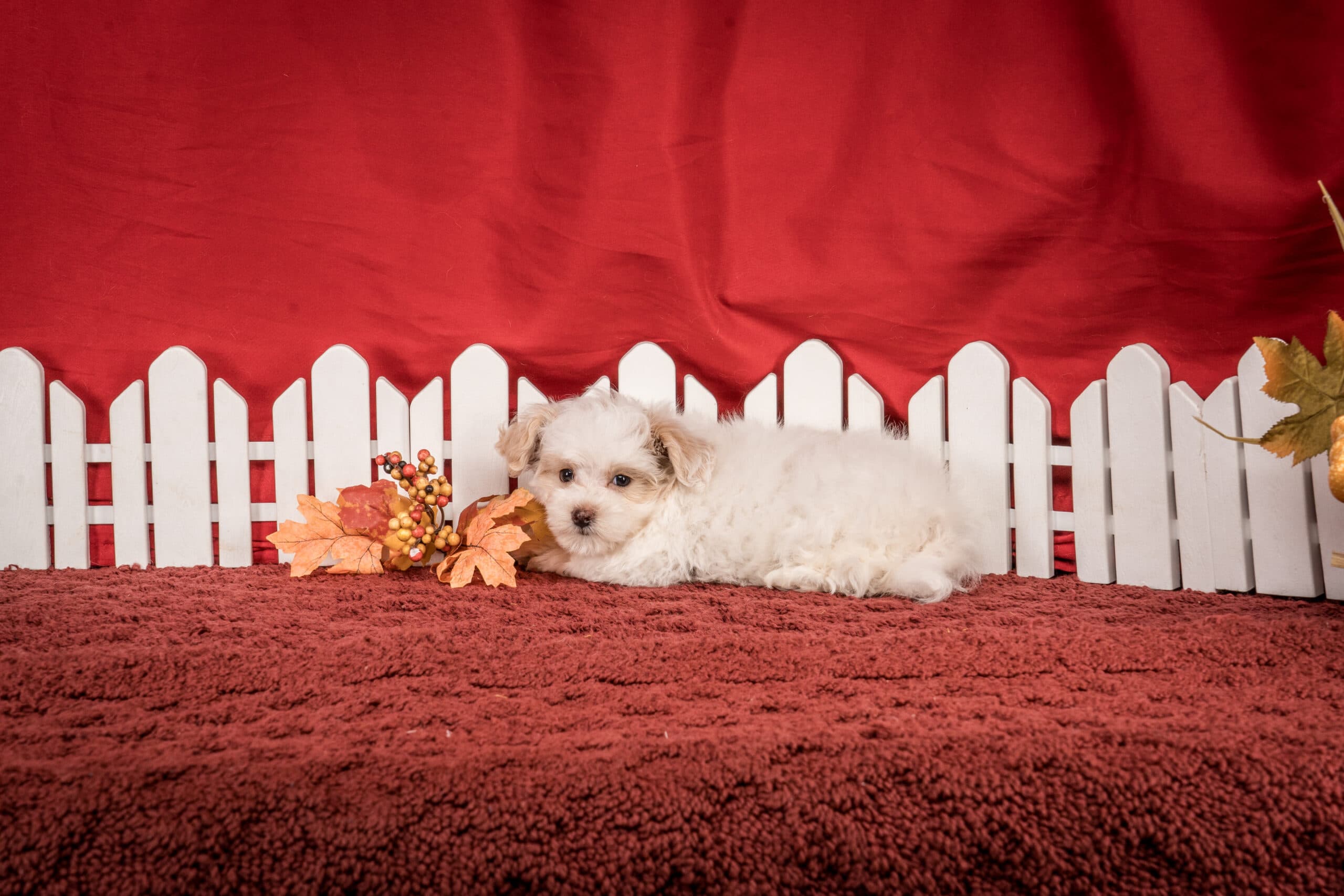 Ms. Josie The Maltipoo - thumbnail 5
