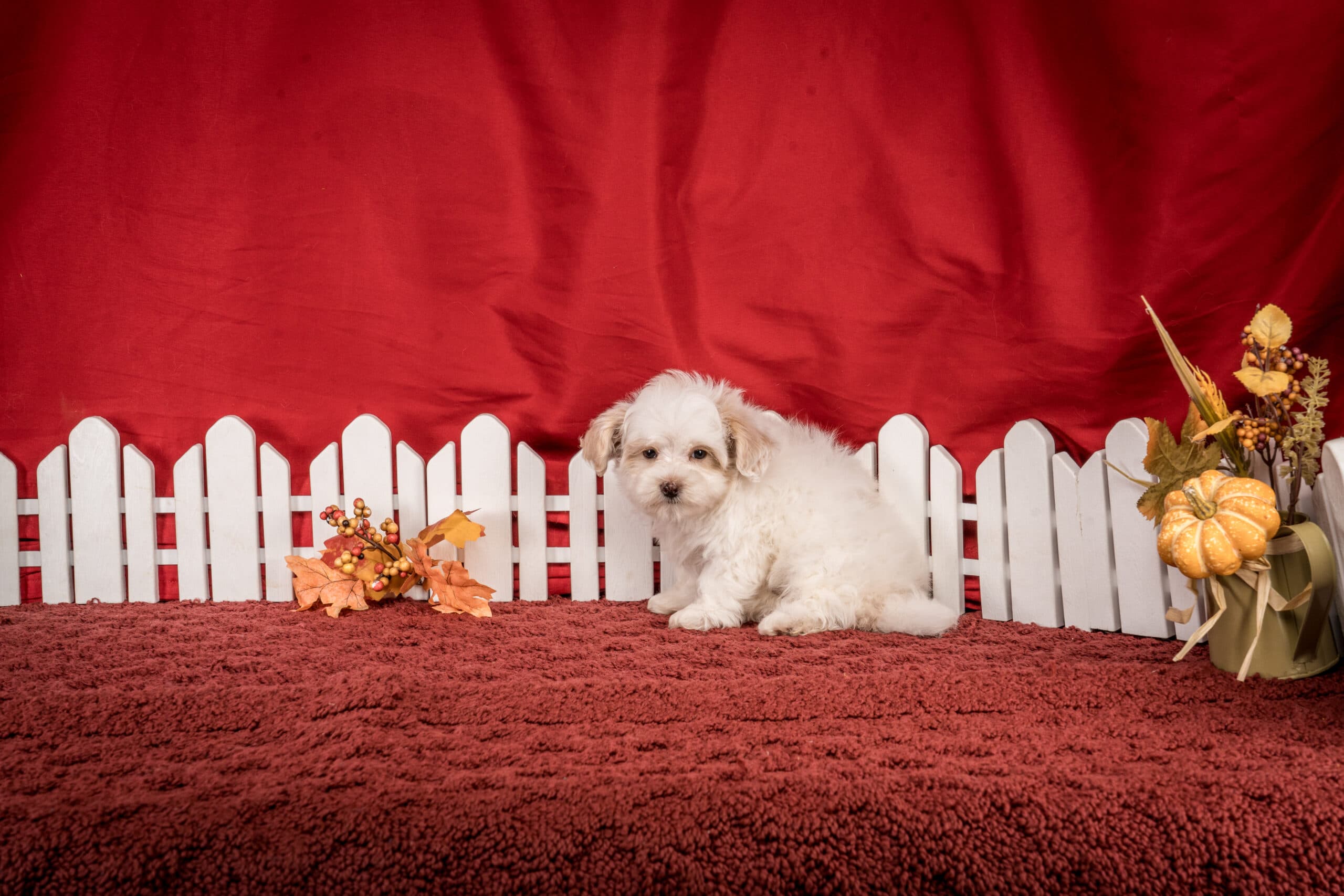 Ms. Josie The Maltipoo - thumbnail 3