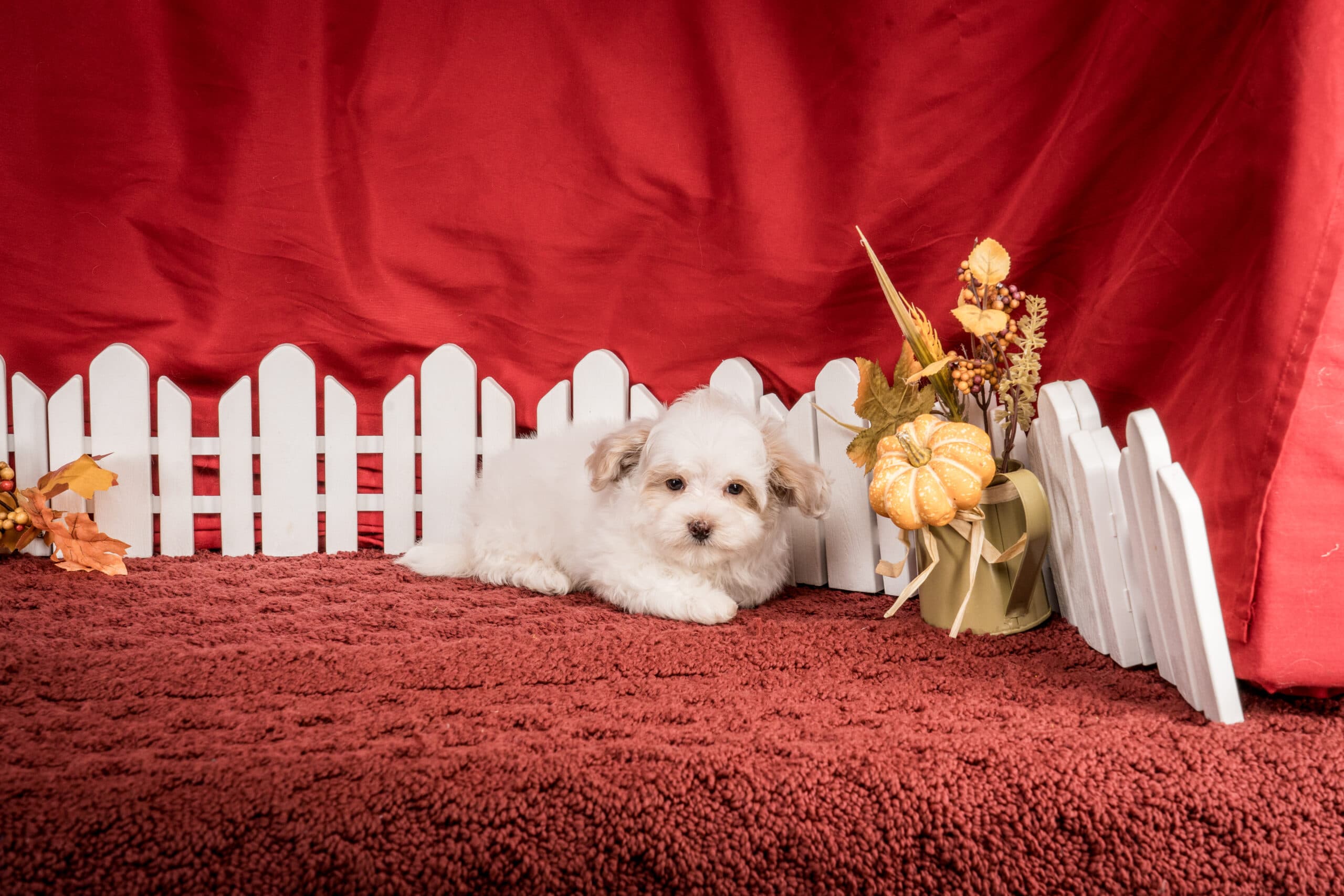 Ms. Josie The Maltipoo - thumbnail 2