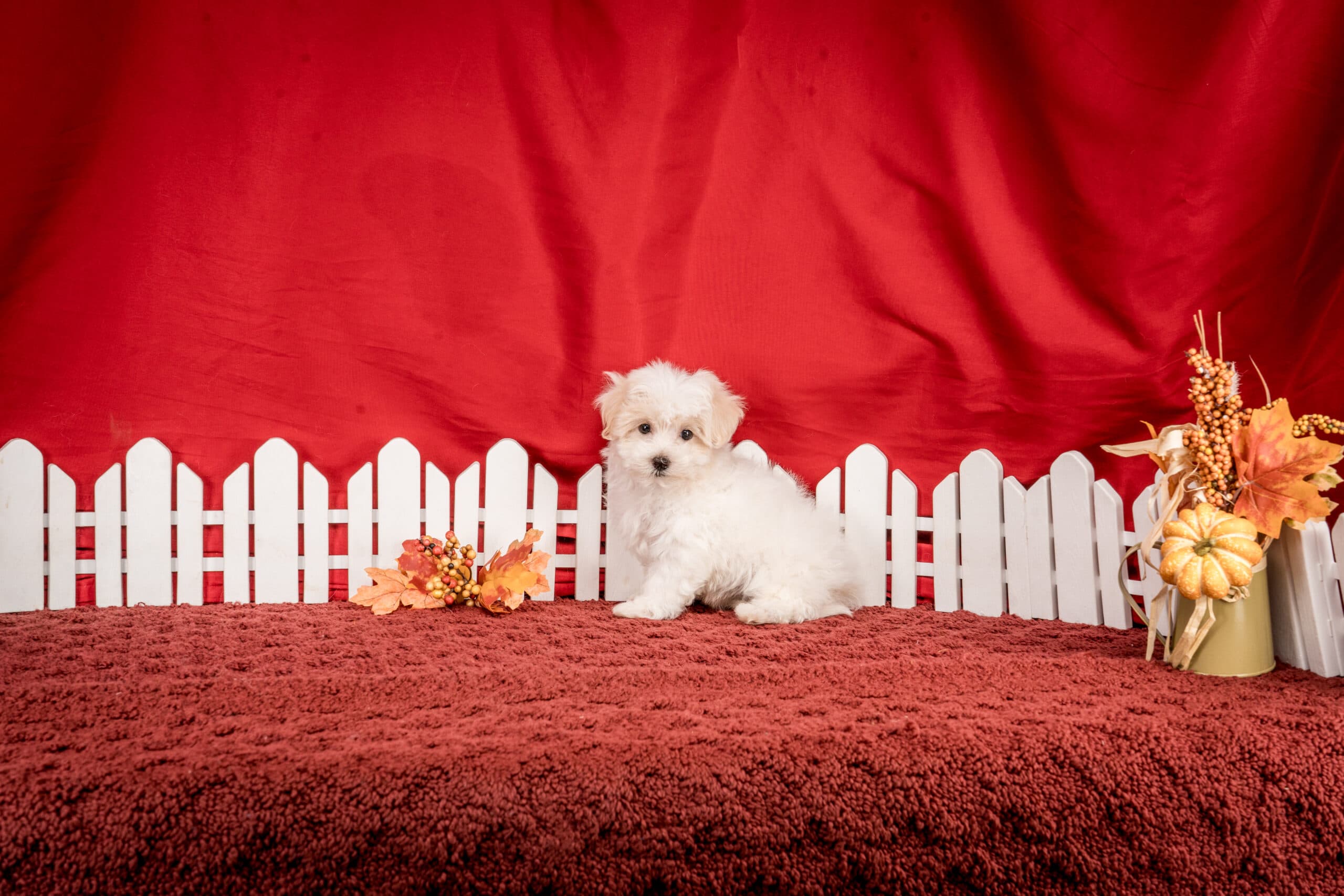Mr. Jace The Maltipoo - thumbnail 2