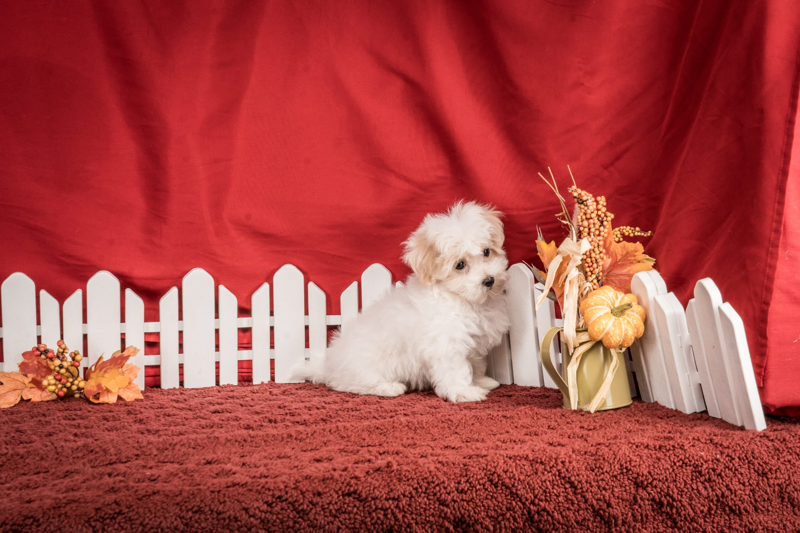 Mr. Jace The Maltipoo - thumbnail 3