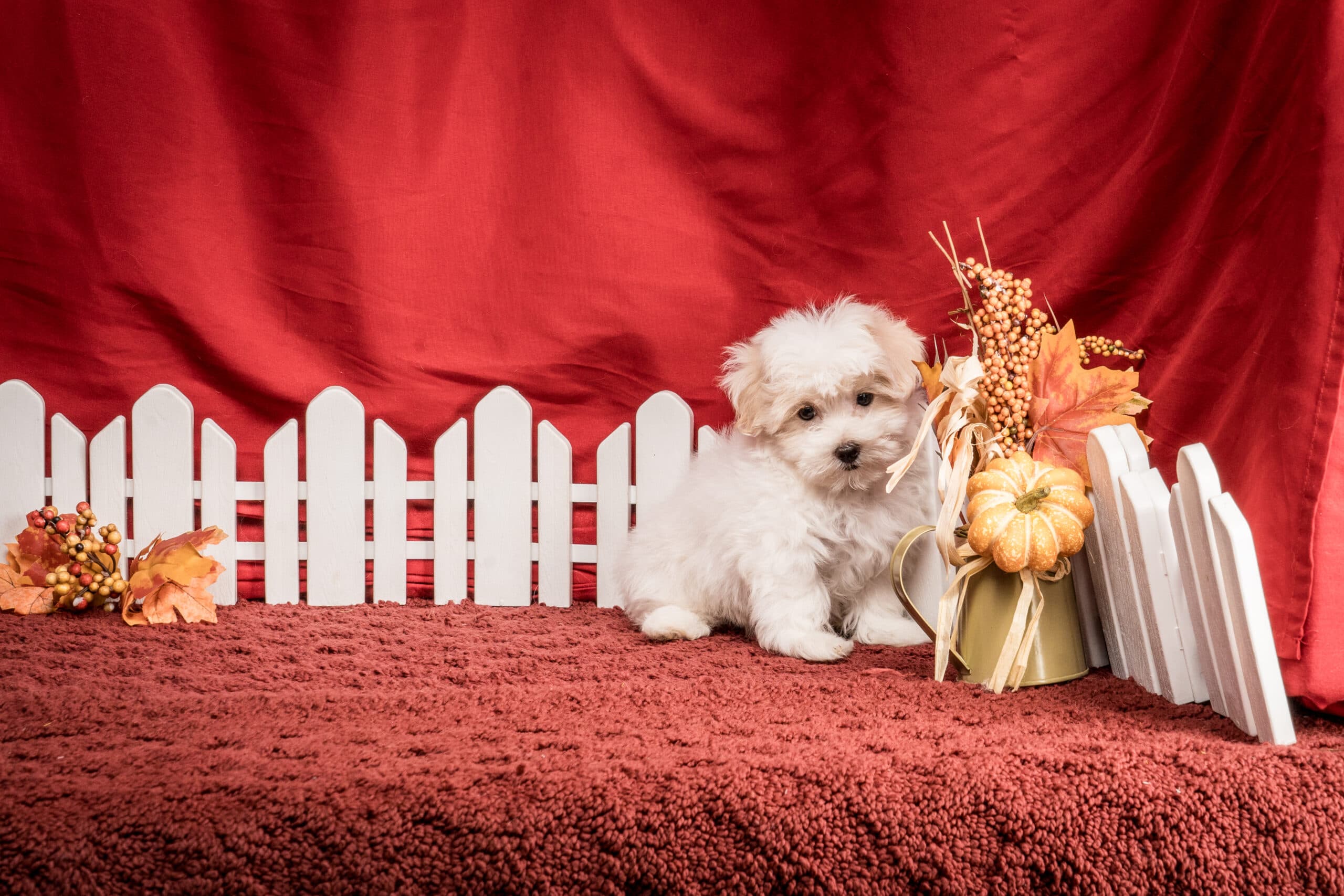 Mr. Jace The Maltipoo - thumbnail 4