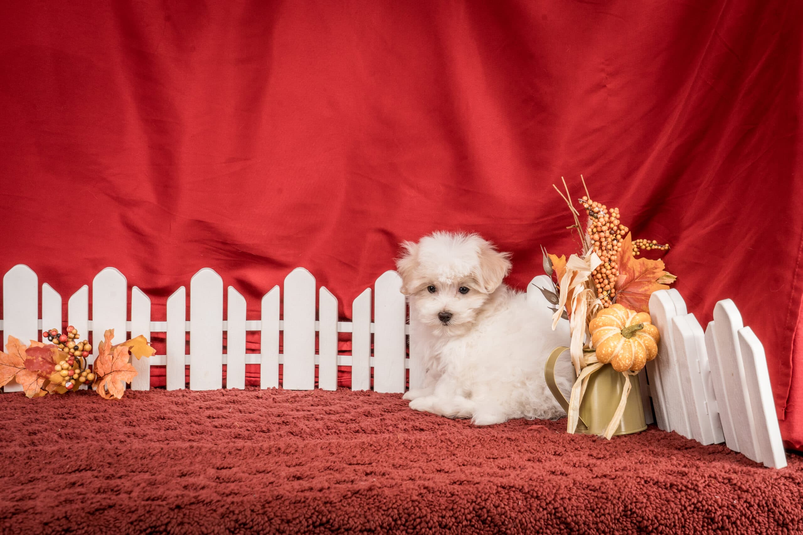 Mr. Jace The Maltipoo - thumbnail 5