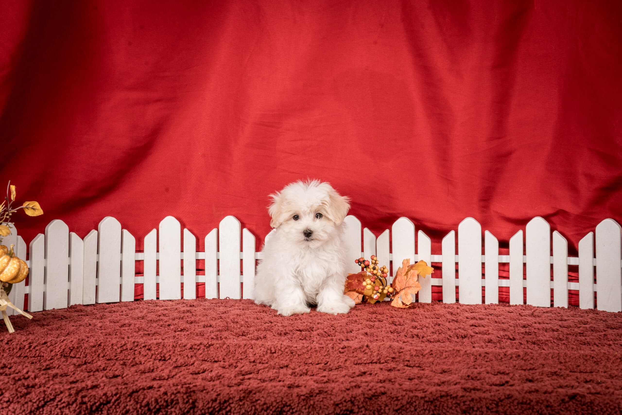 Mr. Jace The Maltipoo - thumbnail 7