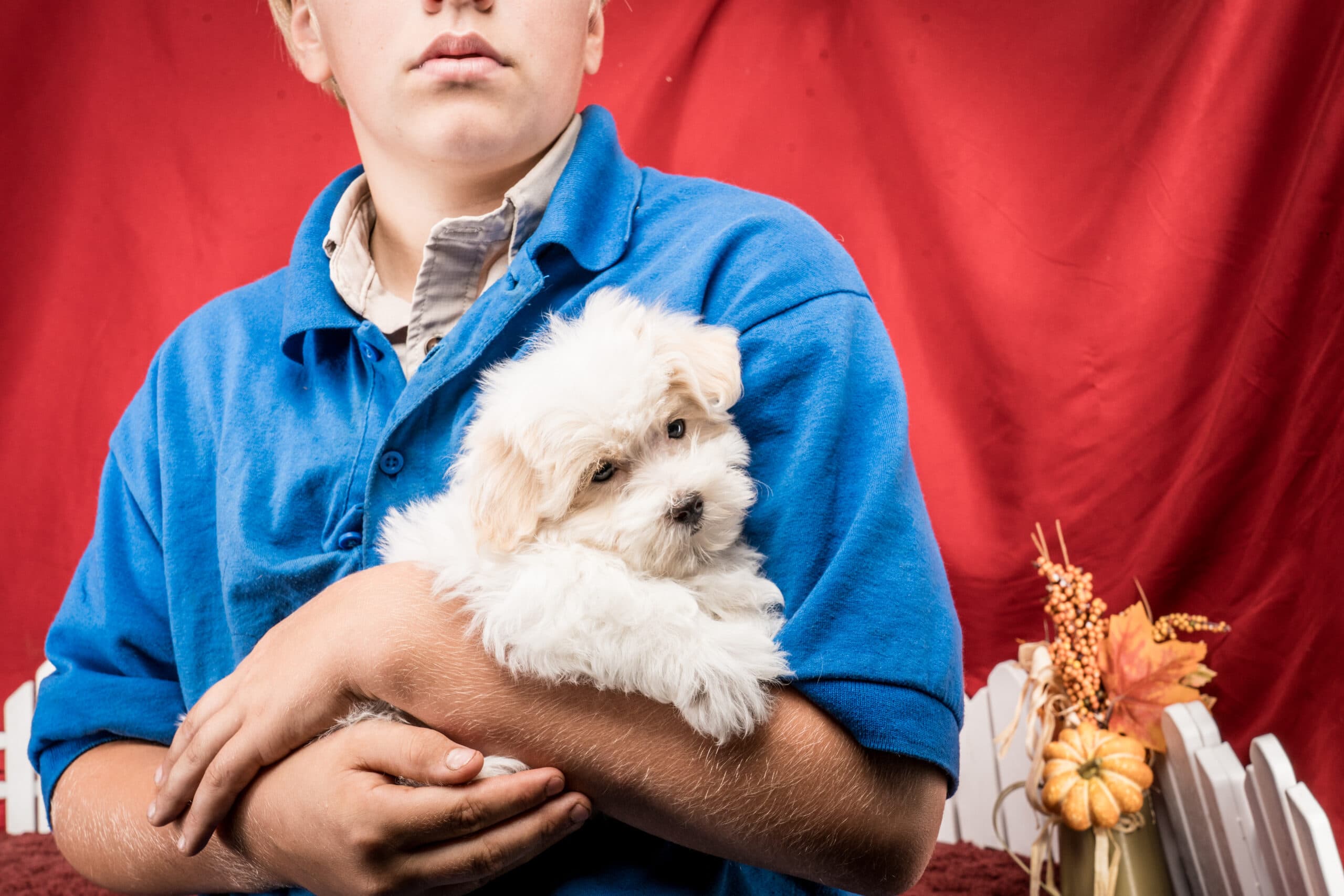 Mr. Jace The Maltipoo - thumbnail 8