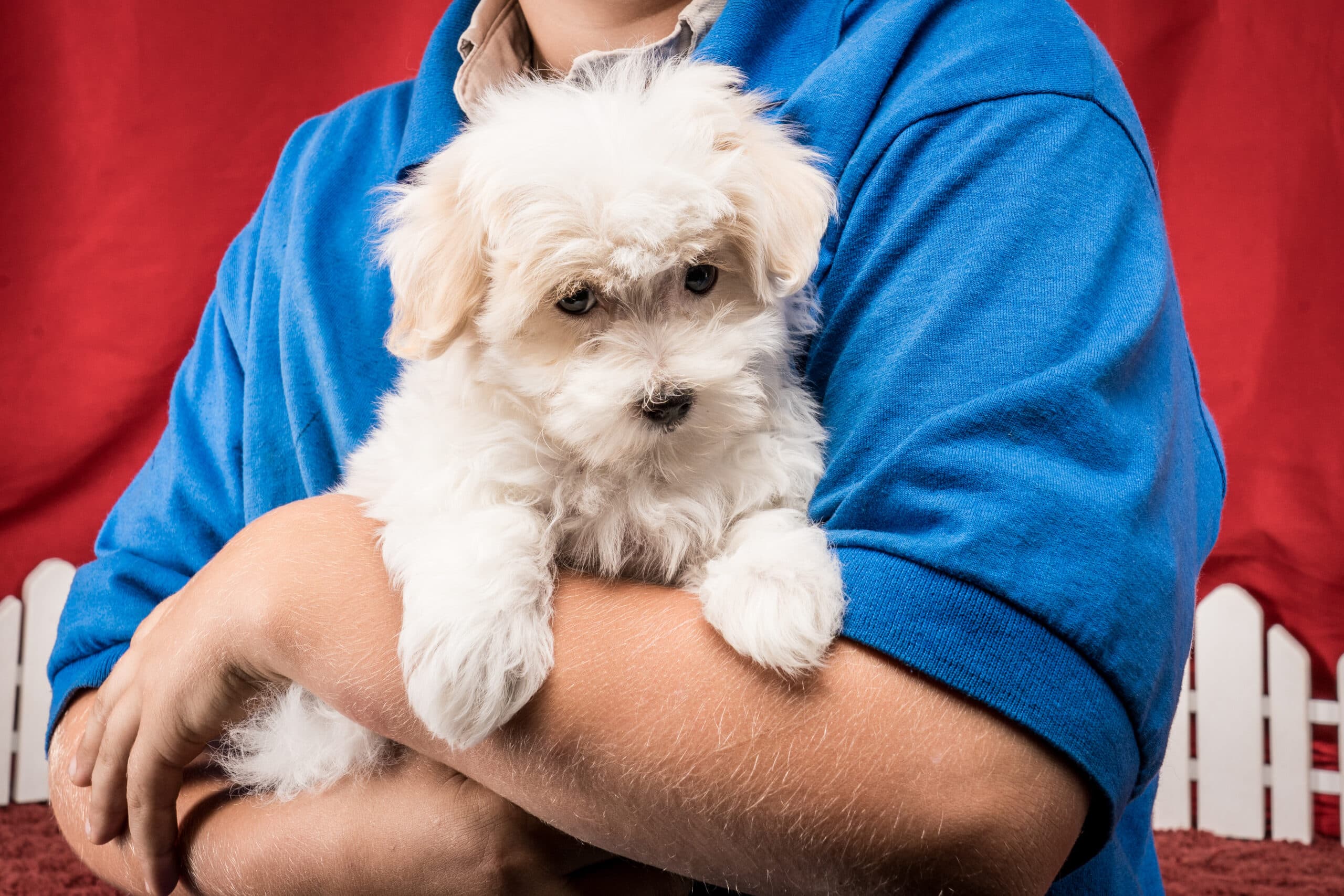 Mr. Jace The Maltipoo - thumbnail 9