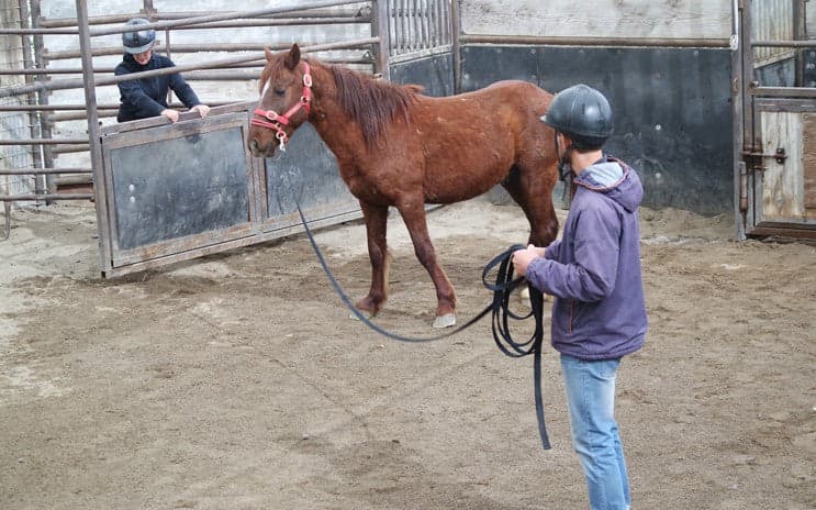 COURSES: GENTLING WILD HORSES: 5 DAYS - thumbnail 4