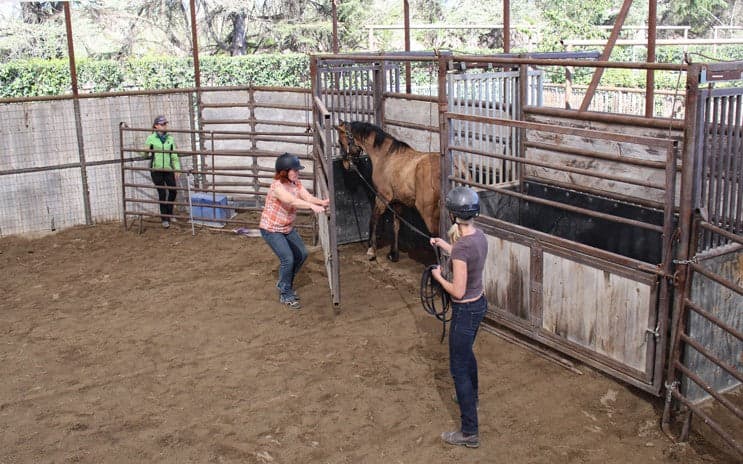 COURSES: GENTLING WILD HORSES: 5 DAYS - thumbnail 3