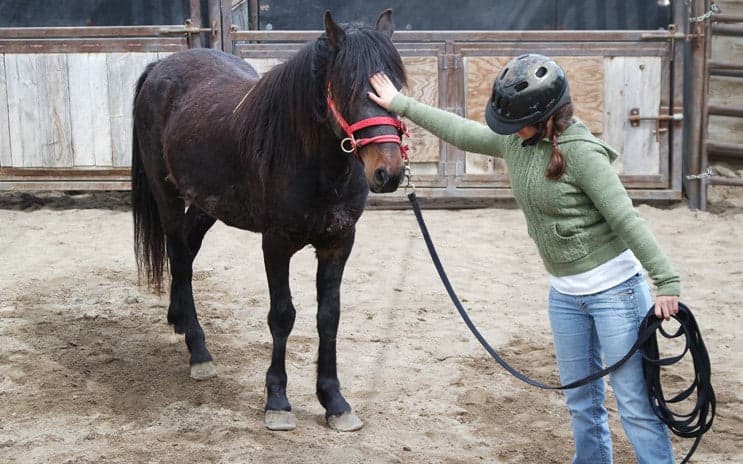 COURSES: GENTLING WILD HORSES: 5 DAYS - thumbnail 5