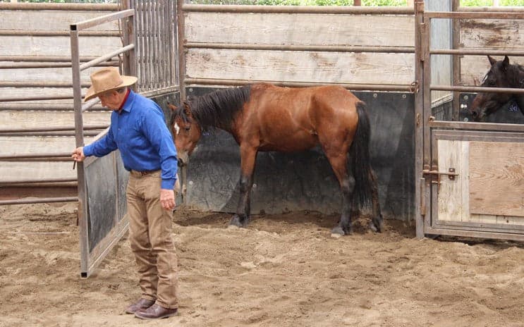COURSES: GENTLING WILD HORSES: 5 DAYS - thumbnail 2