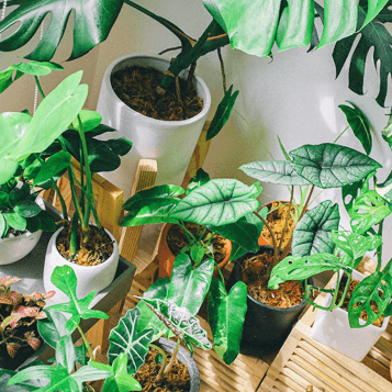 Houseplant Designer’s Choice
