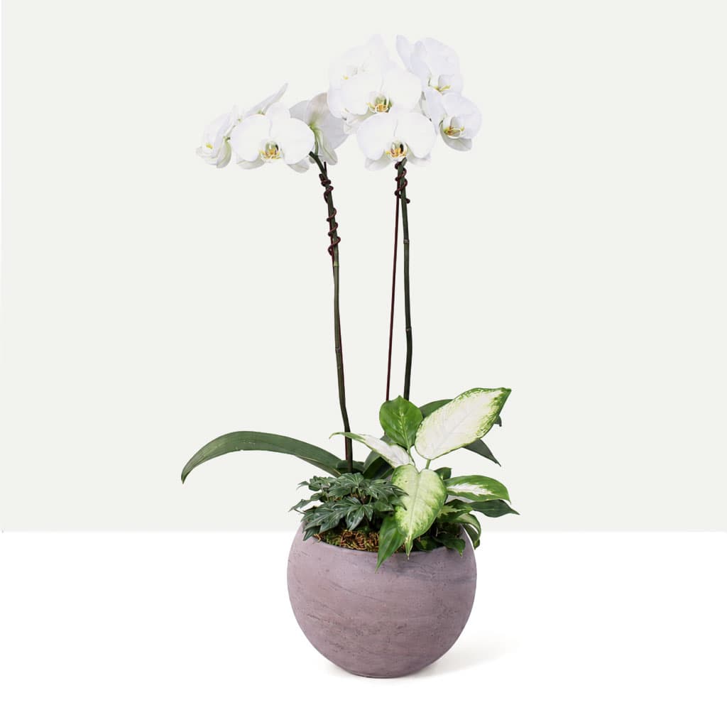 Elegant Orchid