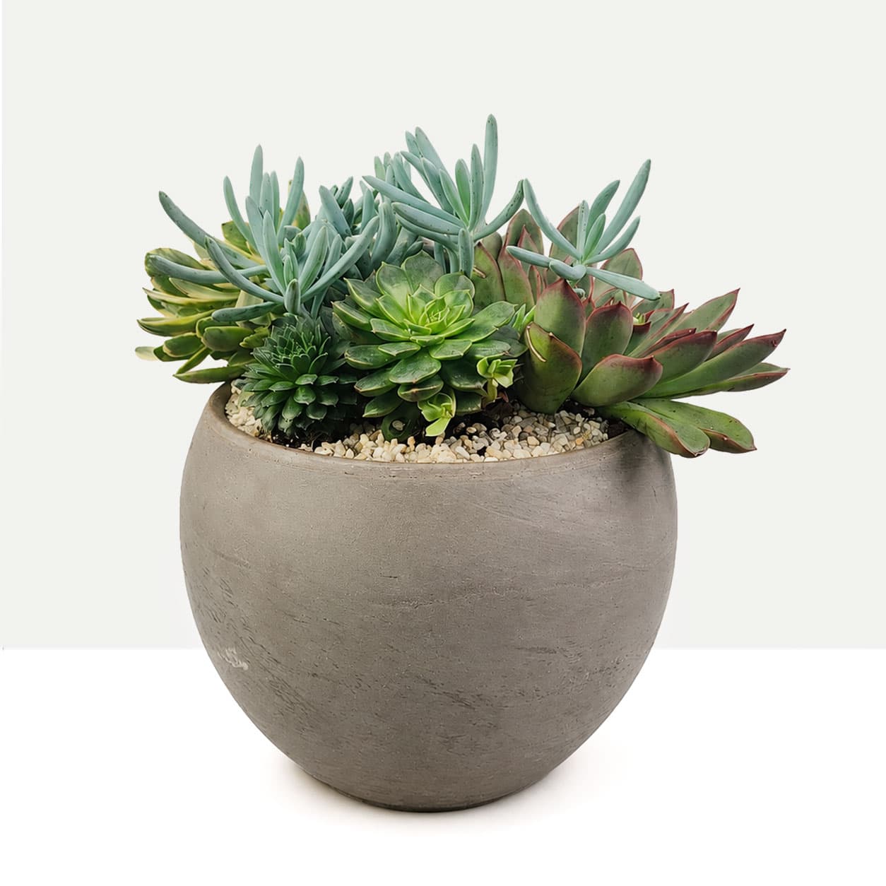 Succulent Haven