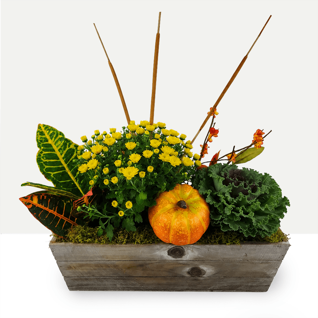Pumpkin Patch Garden