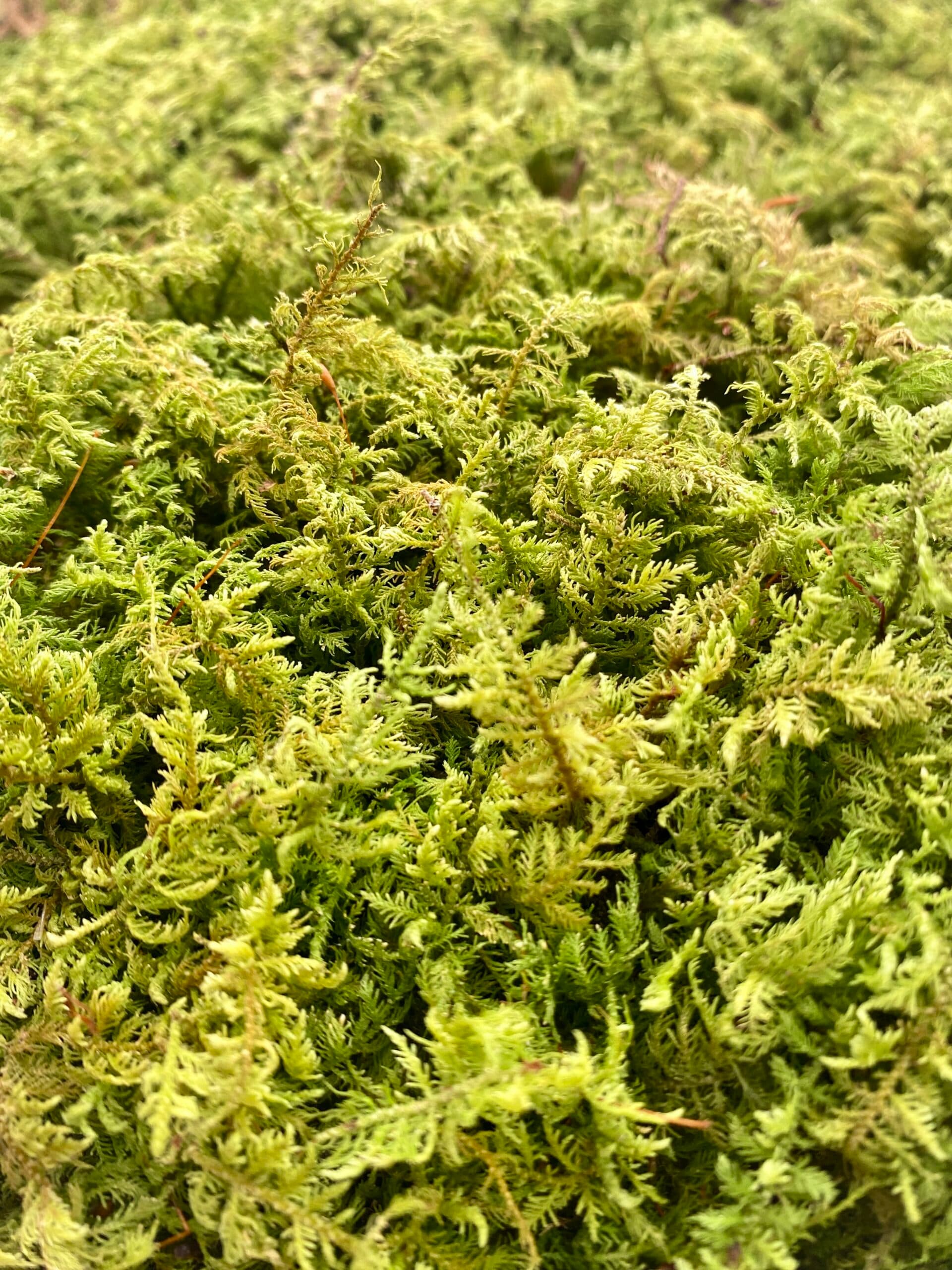 Mountain Fern Moss – Hylocomium splendens
