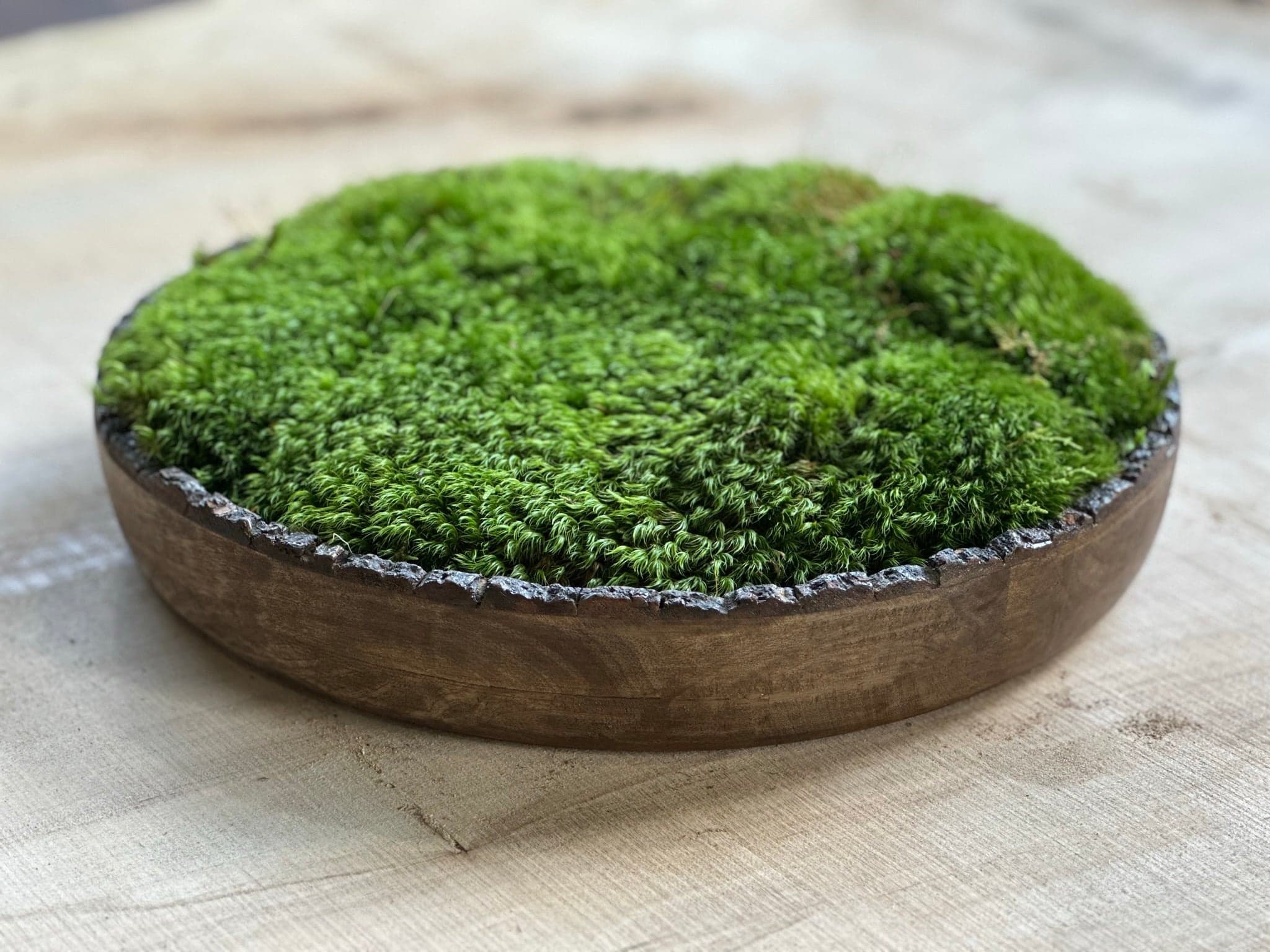 Verdant Haven Round Moss Bowl
