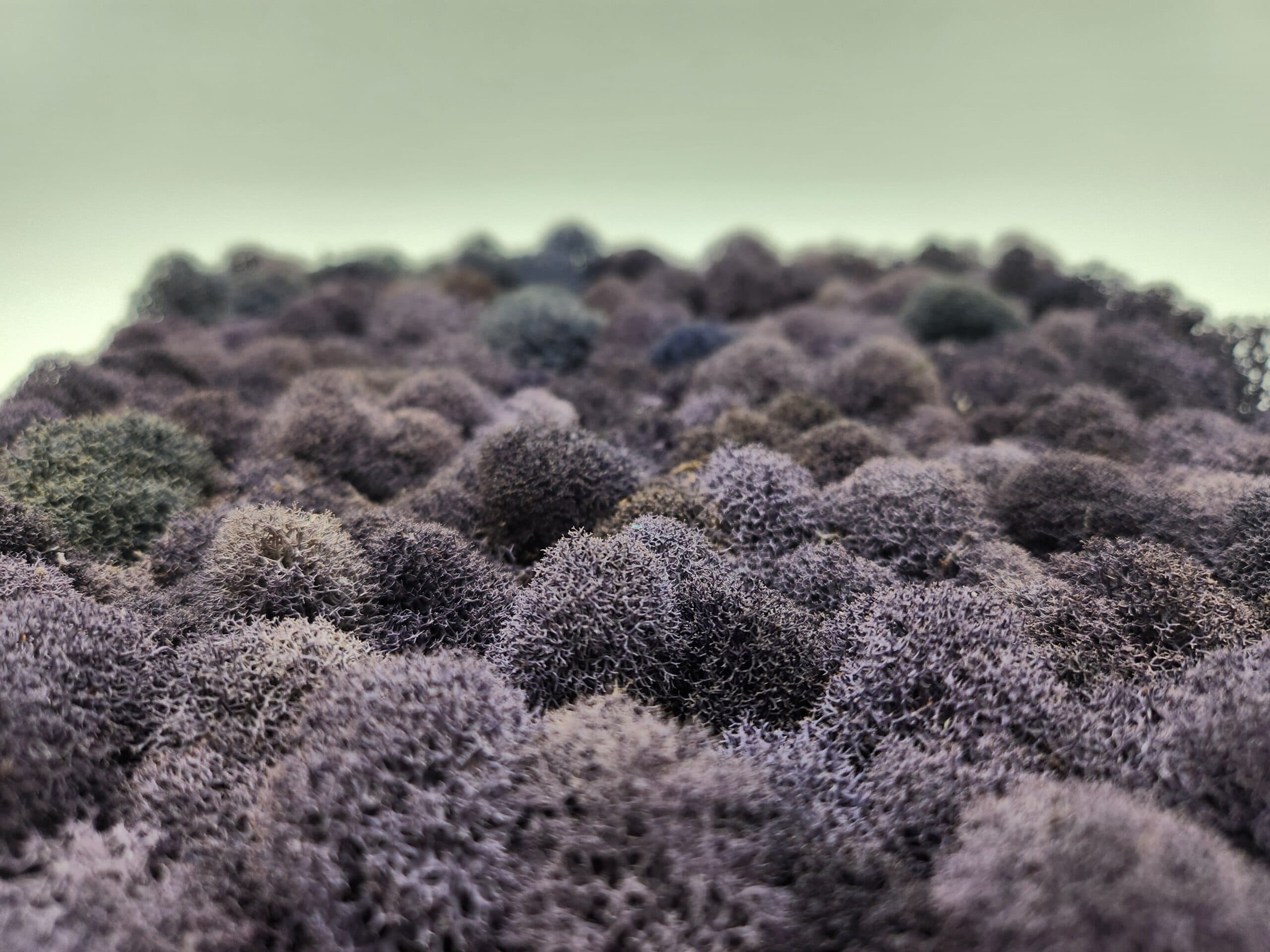 Deerfoot Moss Wall Panel Purple (Preserved) - thumbnail 2
