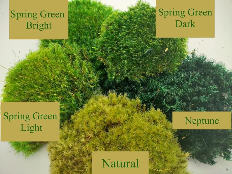 Mood Moss Dark Spring Green (Preserved) - thumbnail 2