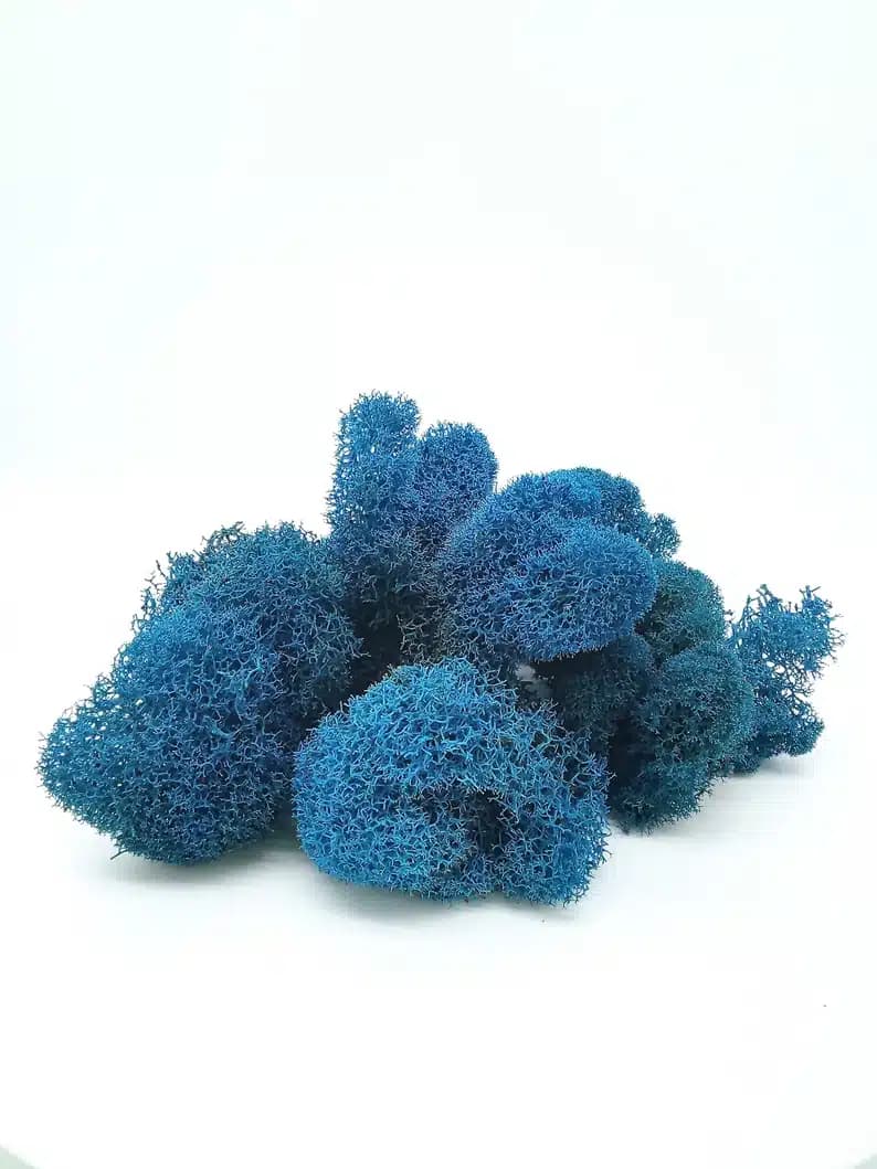 Deerfoot Blue (Preserved)